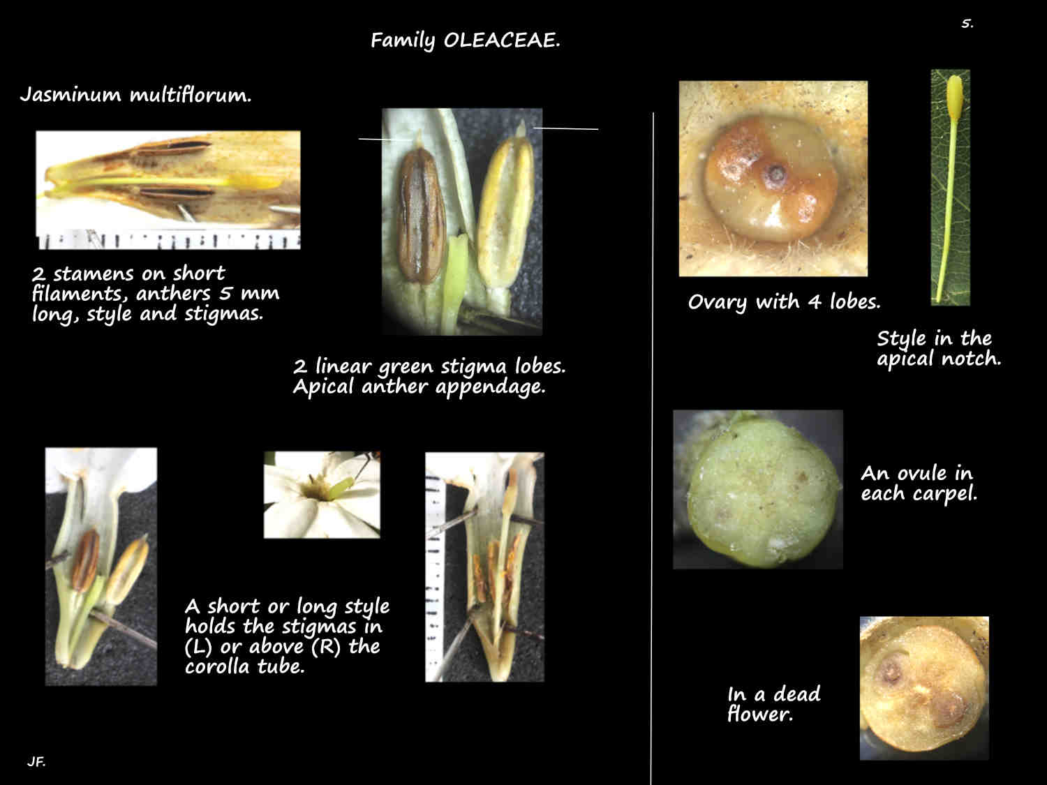 5 Jasminum multiflorum stamens, carpels & stigmas