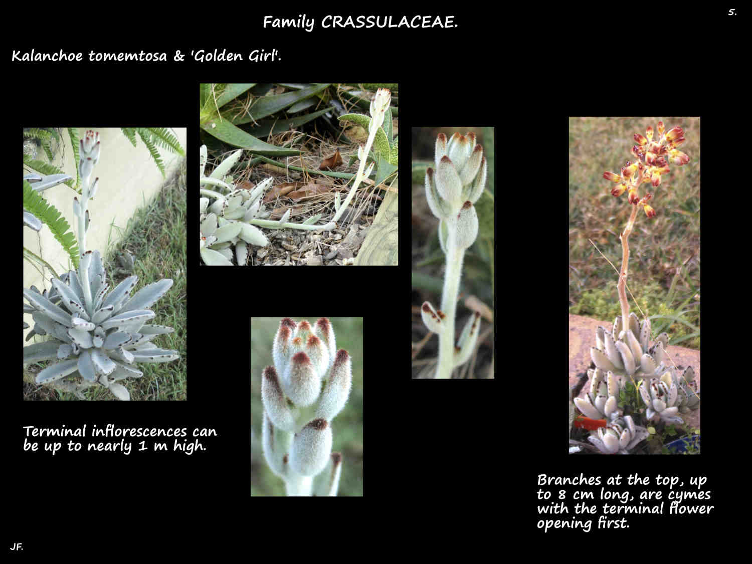 5 Kalanchoe tomentosa inflorescences