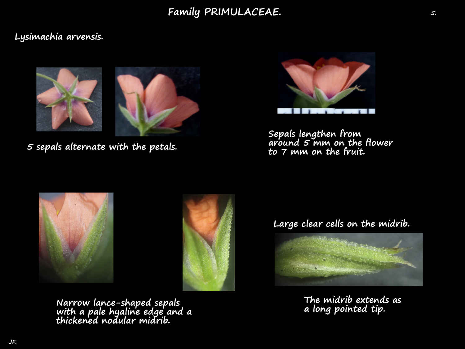 5 Lysimachia arvensis sepals