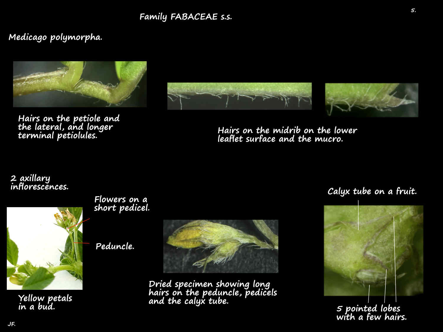 5 Medicago polymorpha calyx
