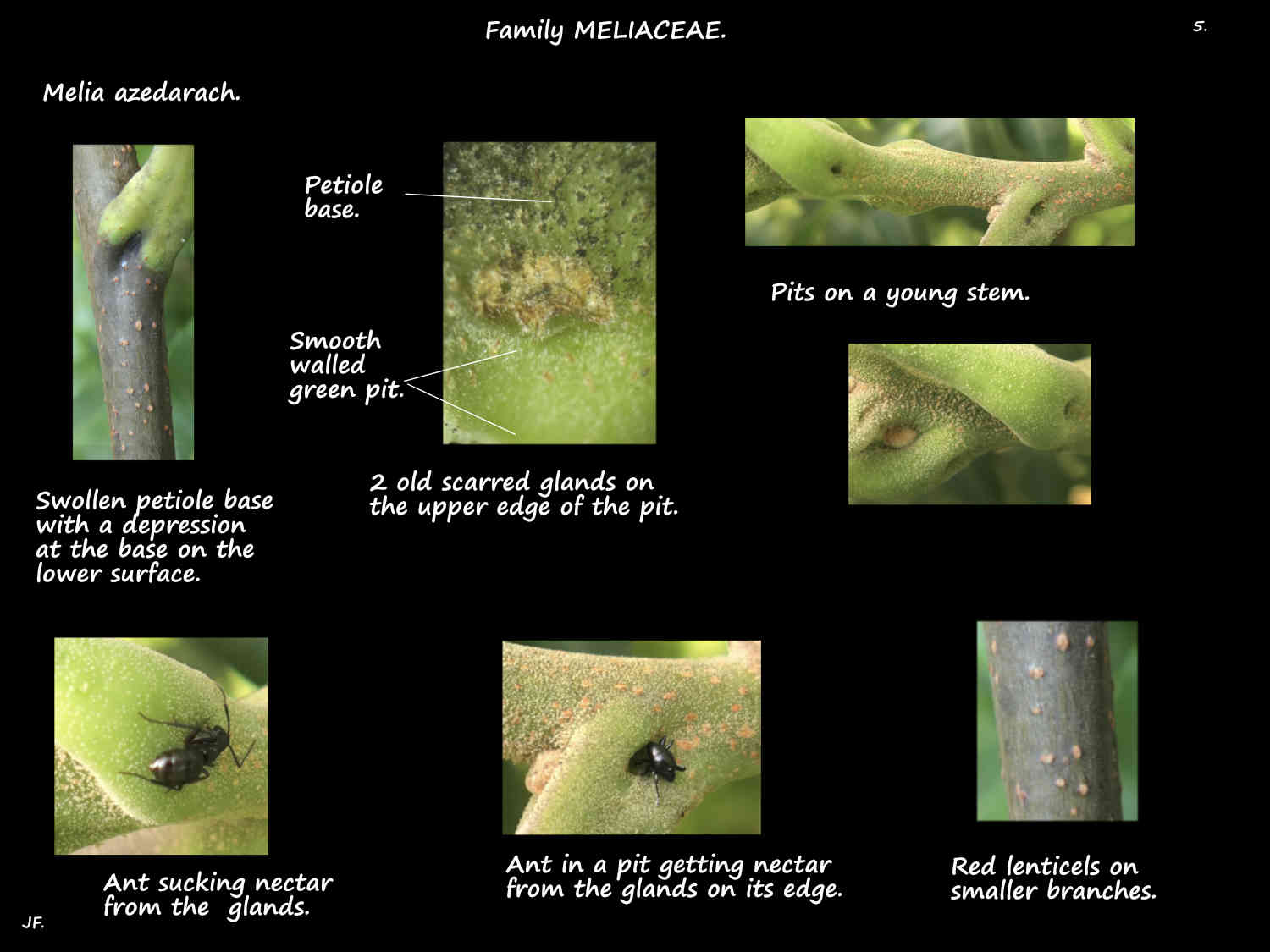 5 Melia azedarach extra-floral nectaries