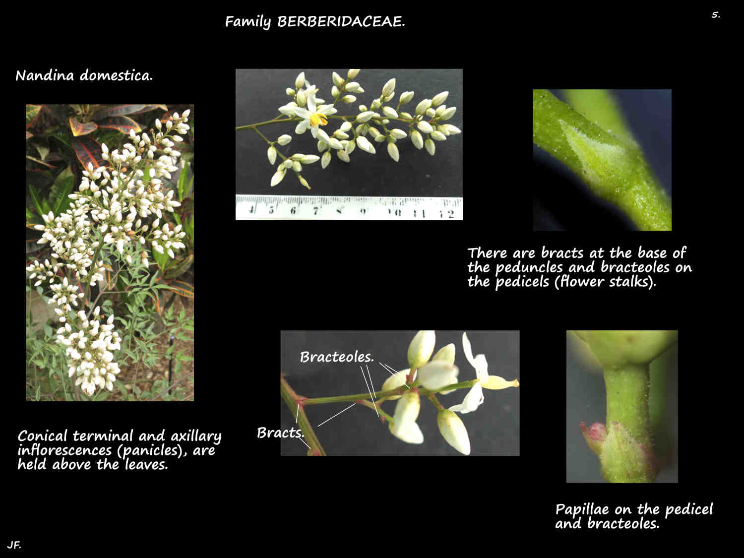 5 Nandina inflorescences