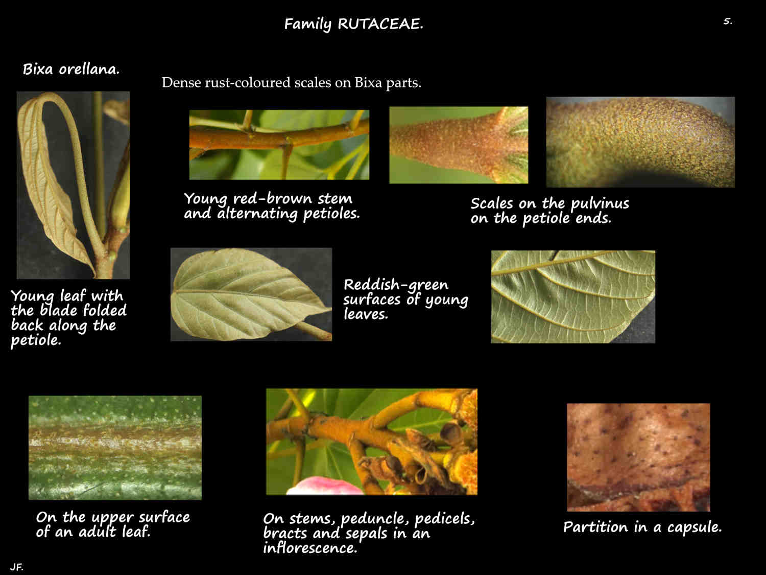 5 Rust coloured scales on Bixa orellana plants