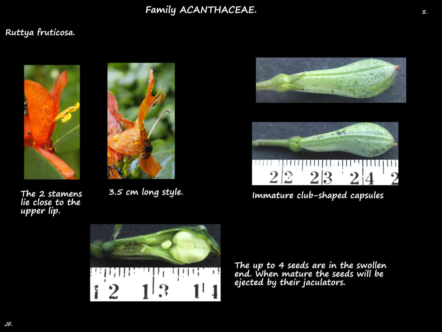 5 Ruttya fruticosa capsules