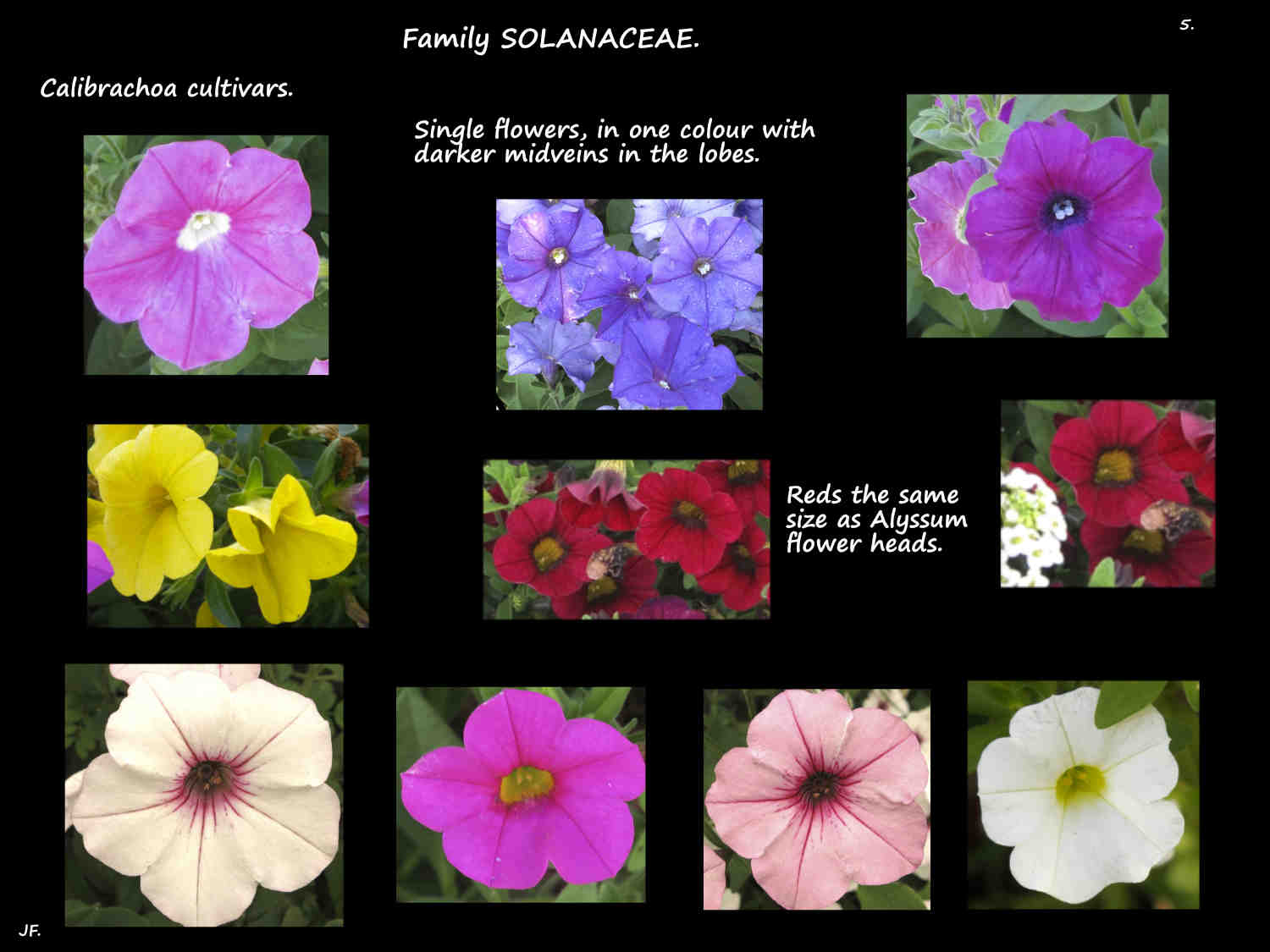 5 Single colour Calibrachoa cultivars