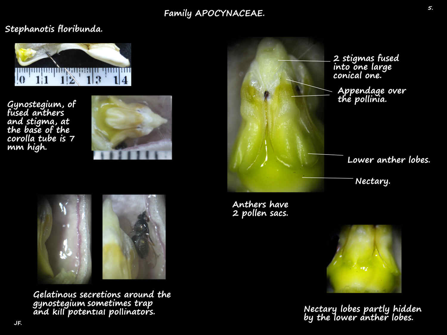 5 Stephanotis floribunda gynostegium & nectary