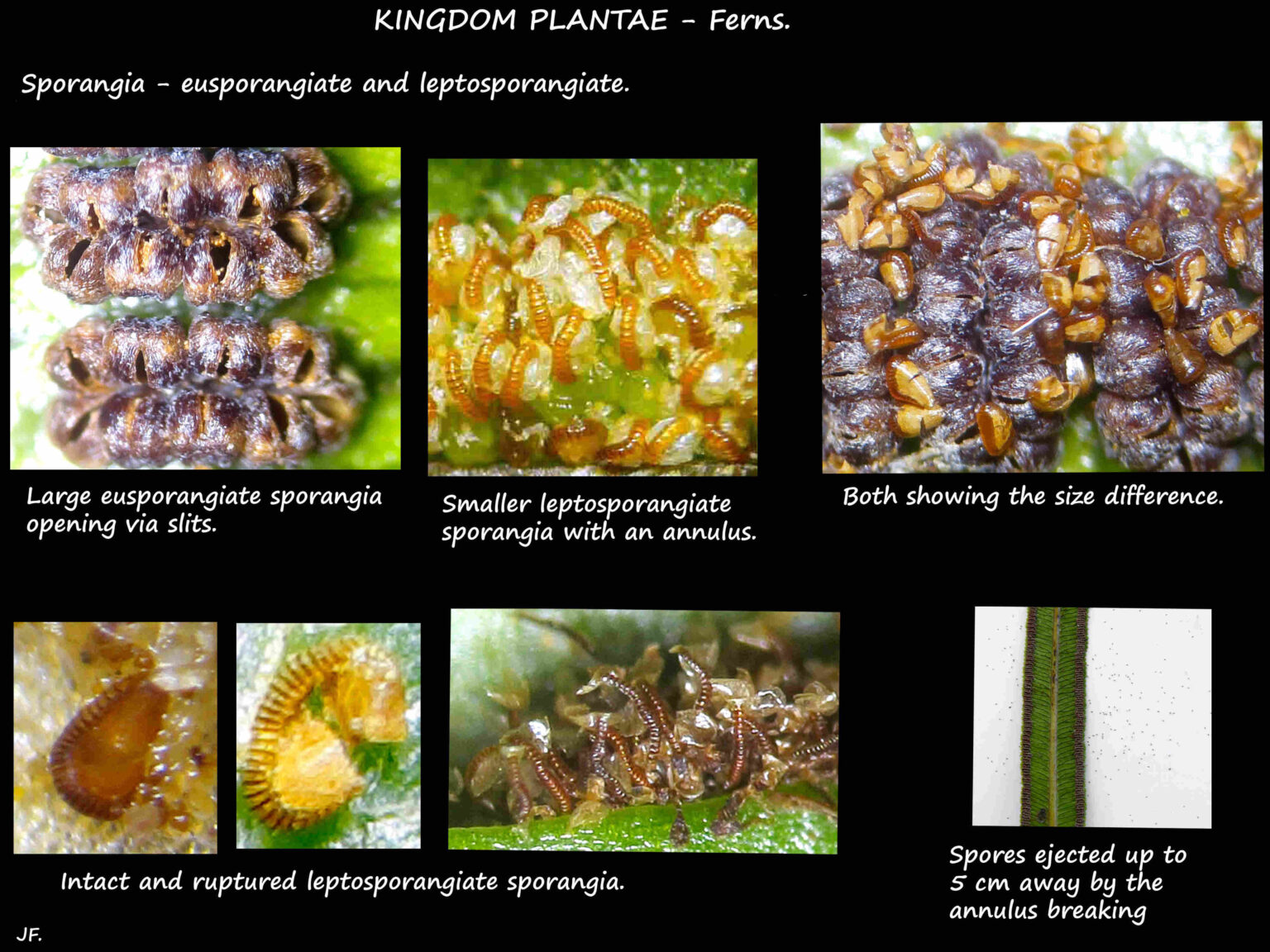 Fern classification, structure & life cycle Botany Brisbane