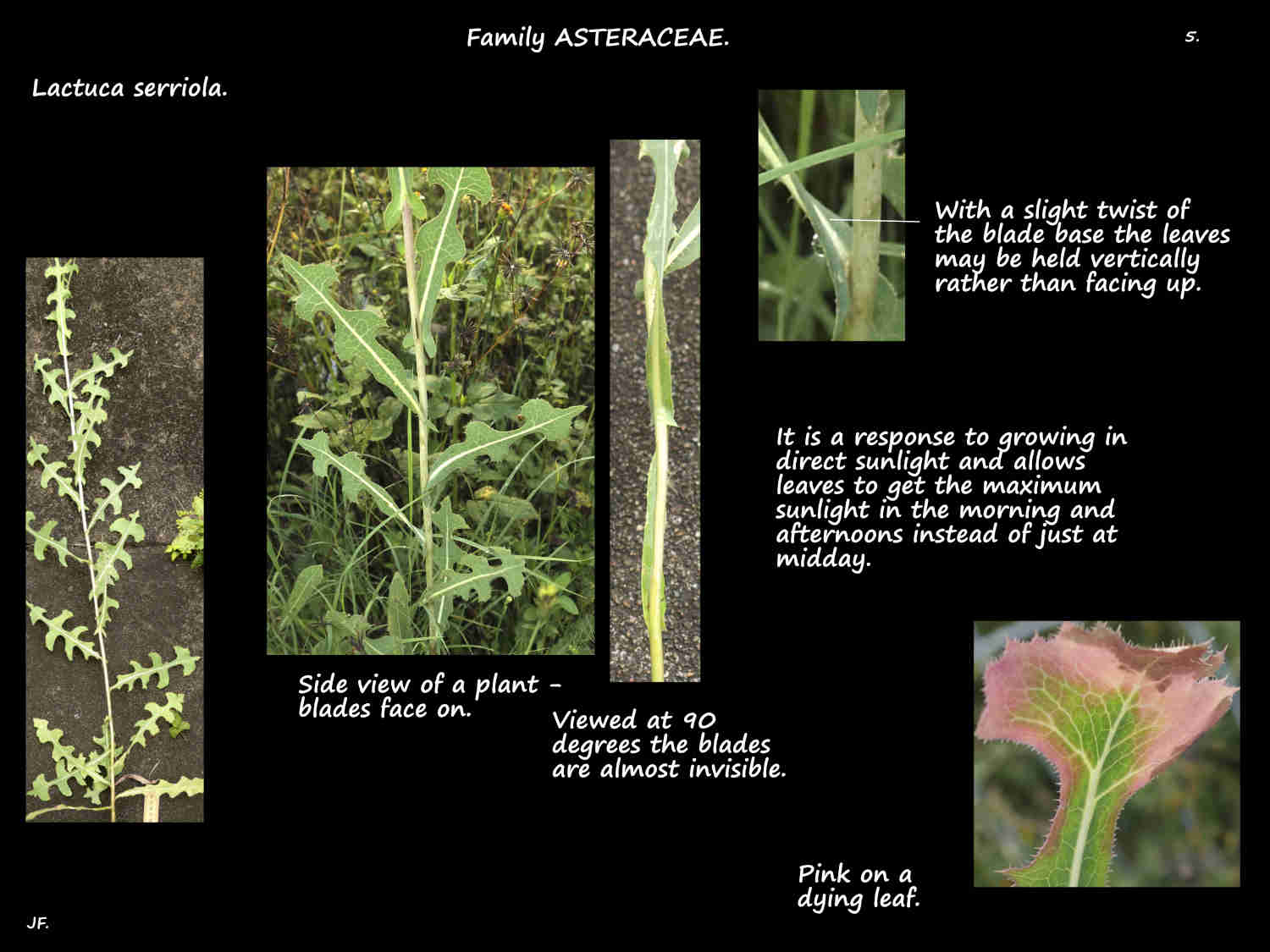 5 Vertical Lactuca serriola leaf orientation