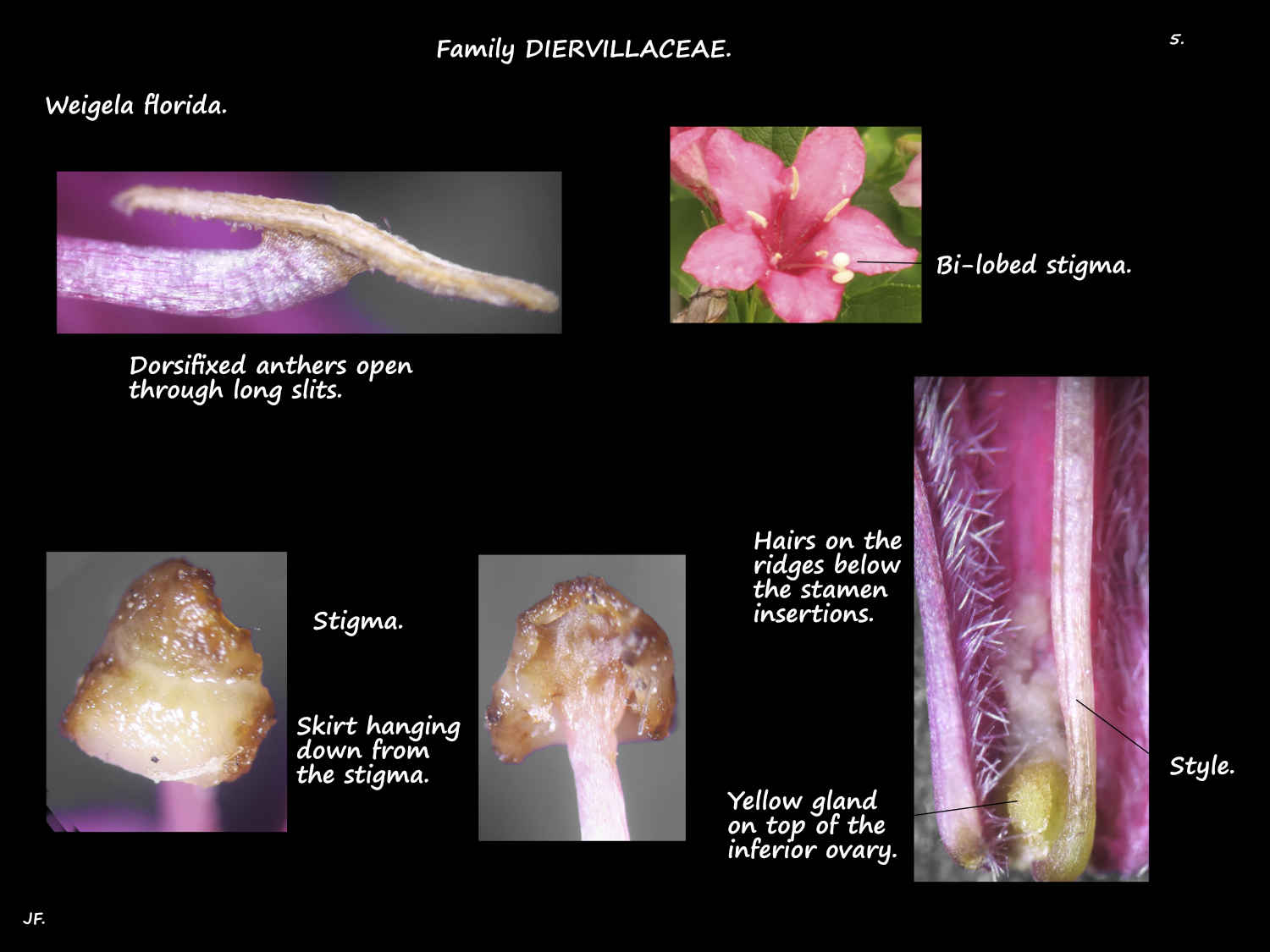 5 Weigela florida stamens & stigma
