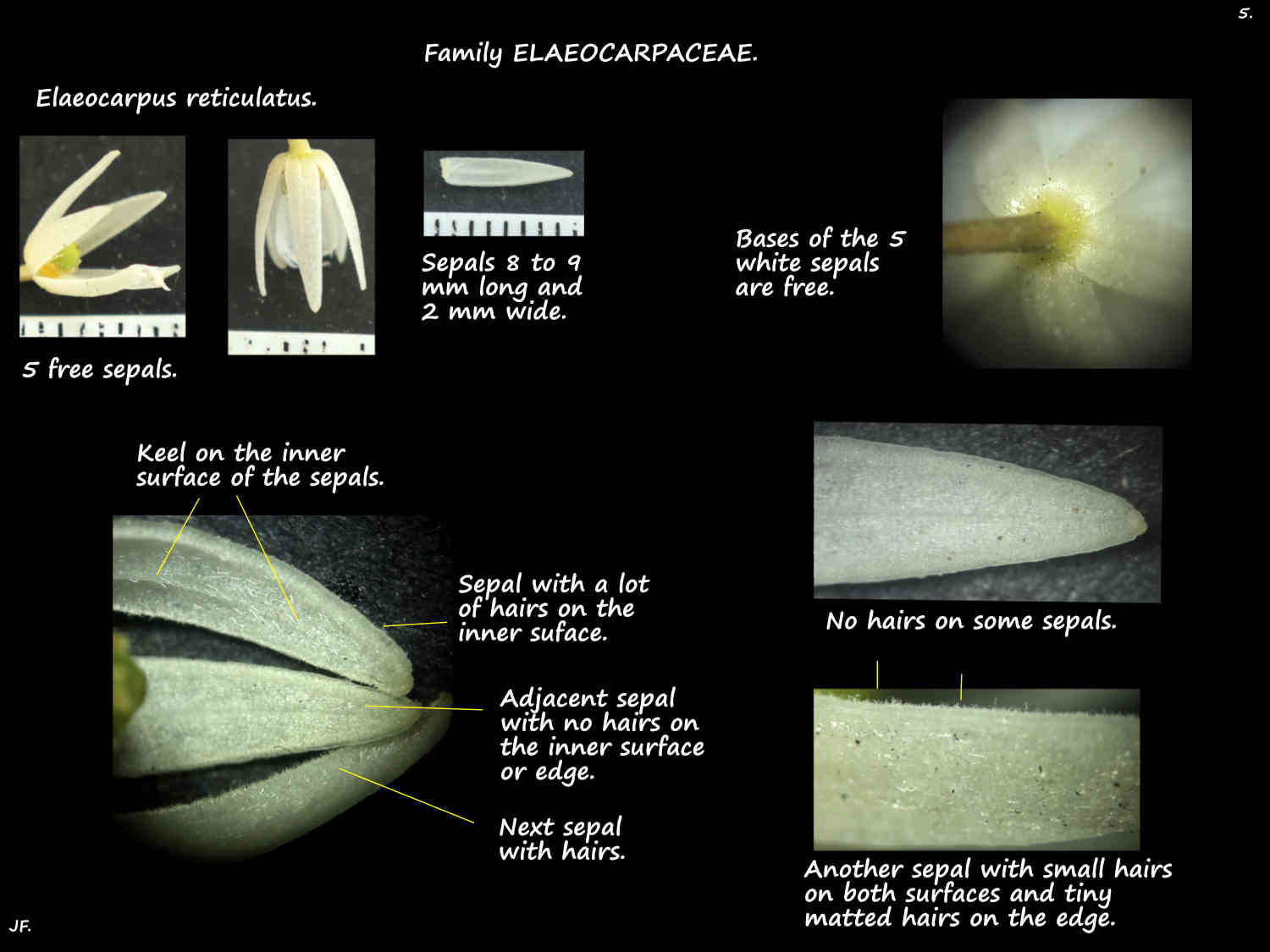 5a Elaeocarpus reticulatus sepals