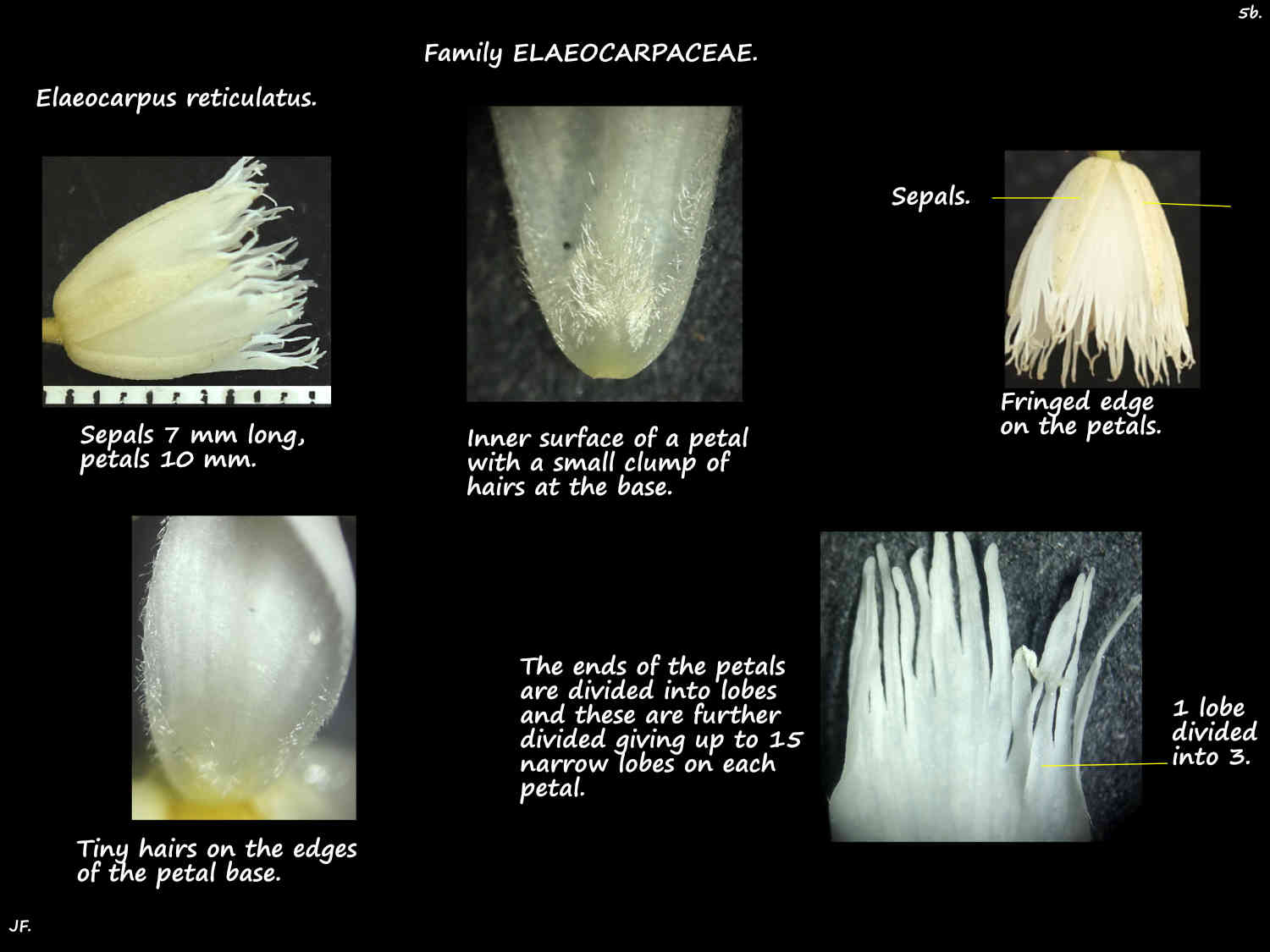 5b Elaeocarpus reticulatus petals