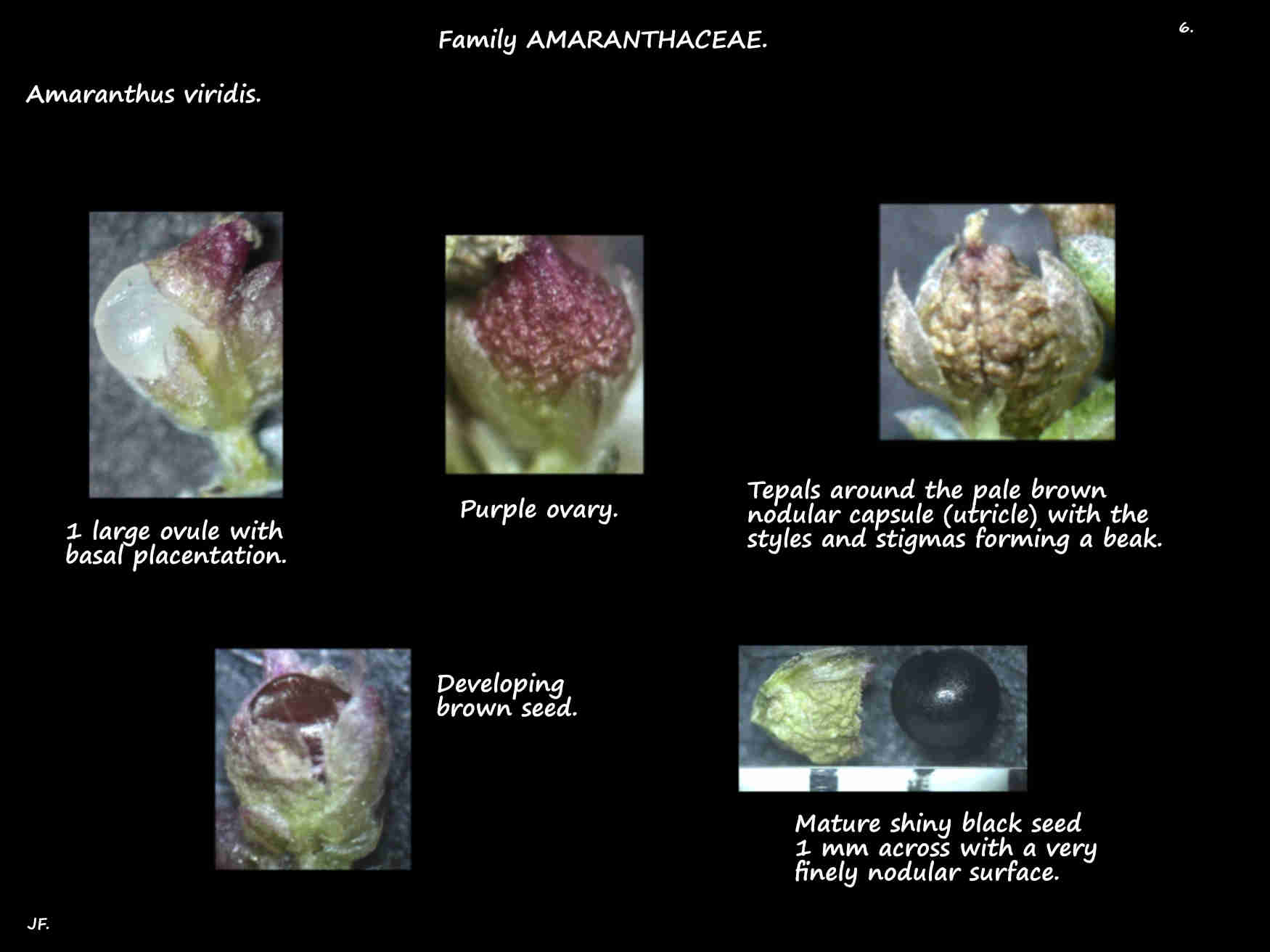 6 Amaranthus viridis ovary, utricle & seed