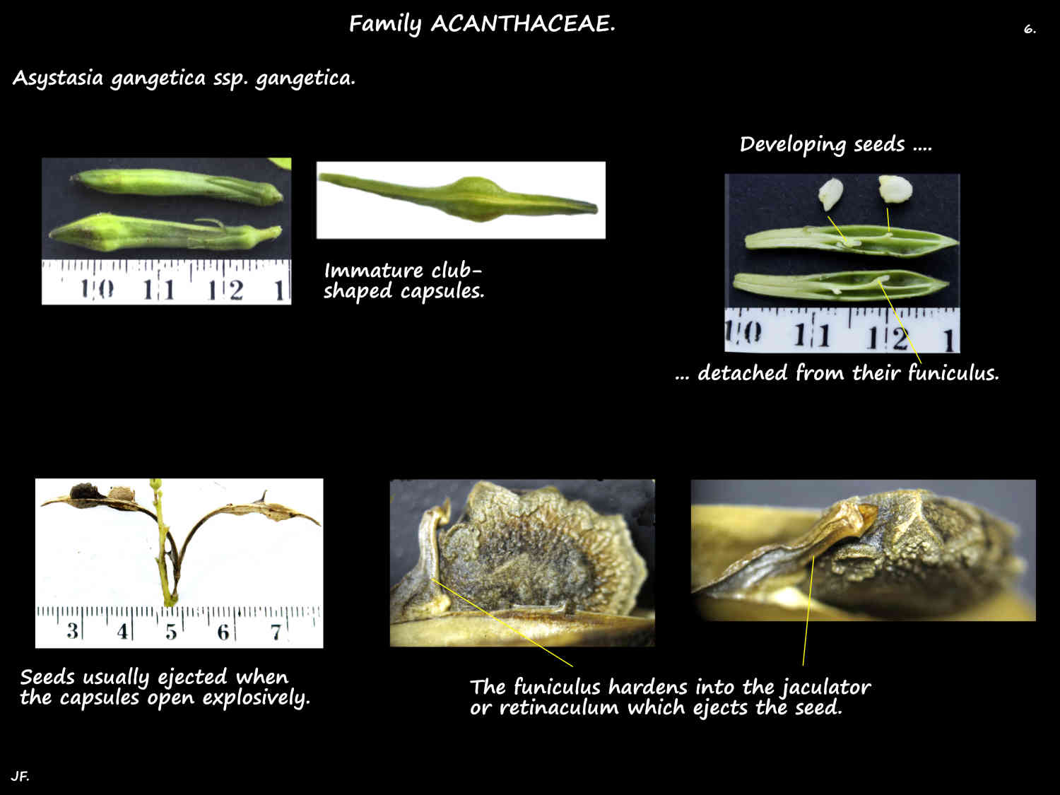 6 Asystasia gangetica capsules, seeds & their jaculators