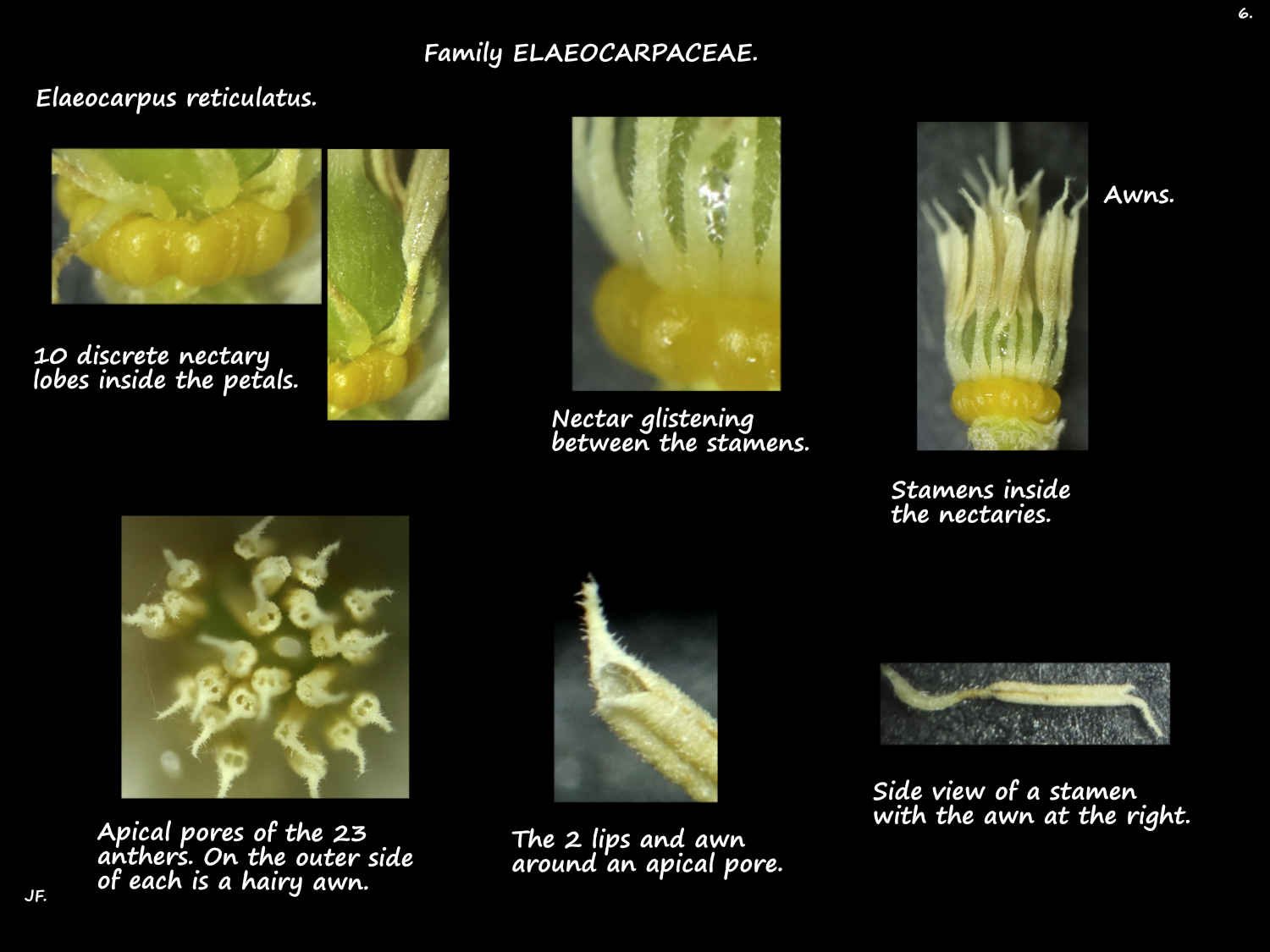 6 Awns on Elaeocarpus reticulatus anthers