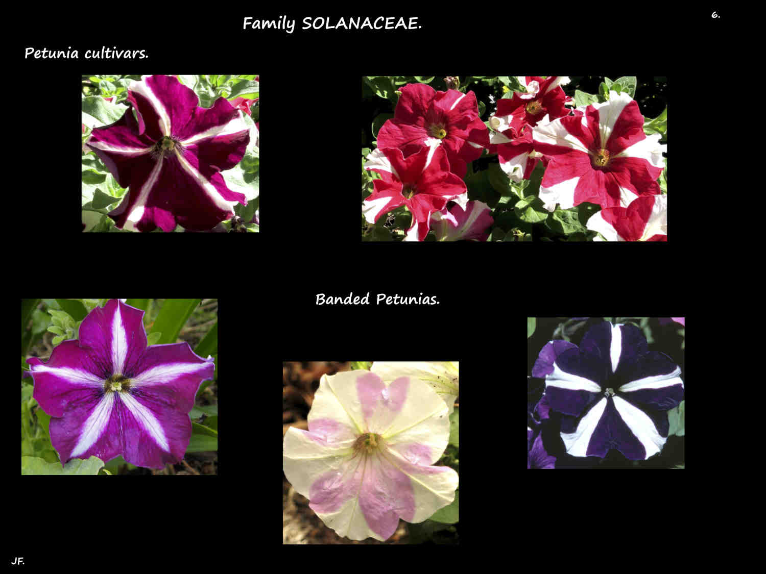 6 Banded Petunias