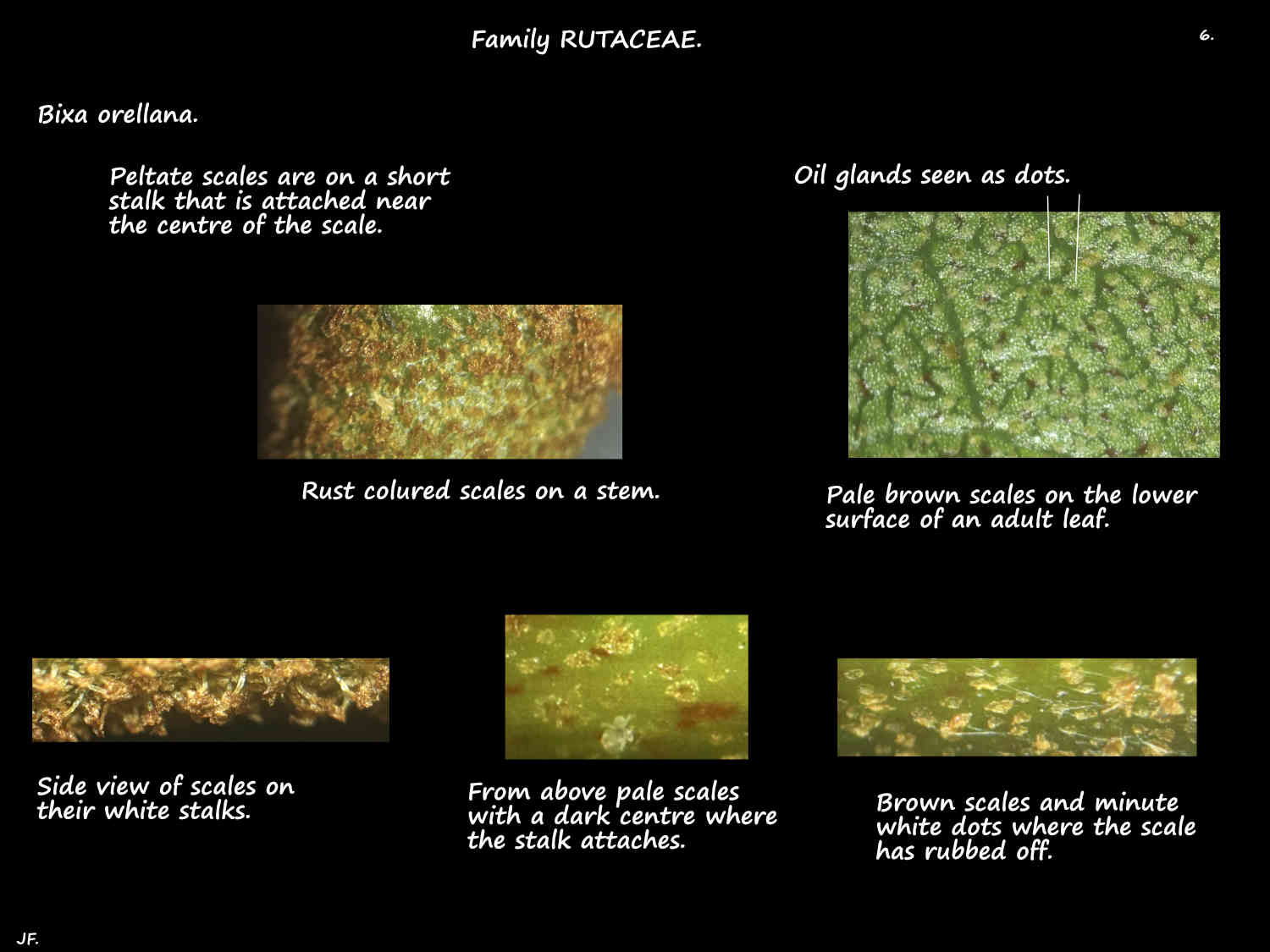 6 Bixa peltate scales