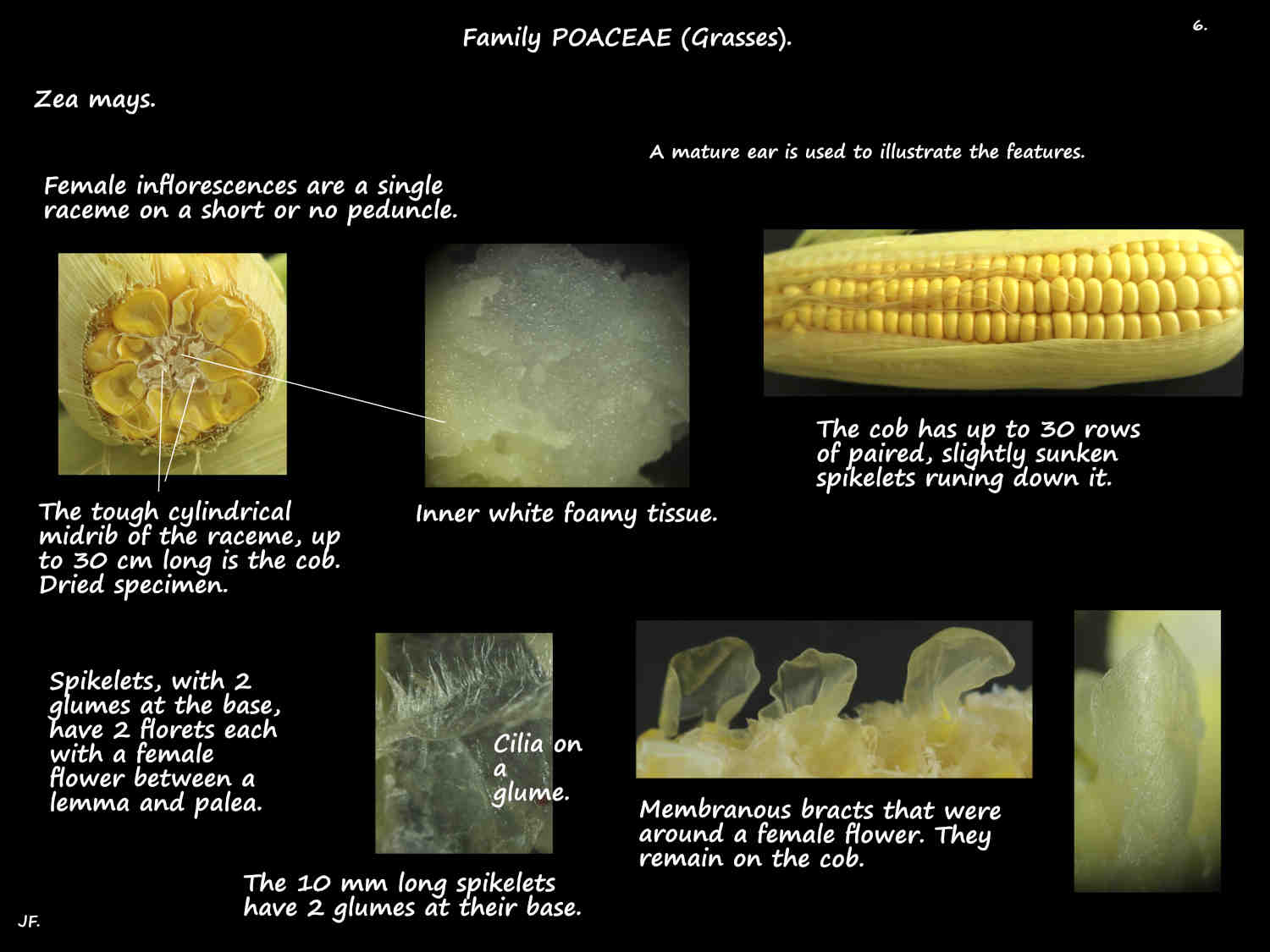 6 Bracts on a female Zea mays cob