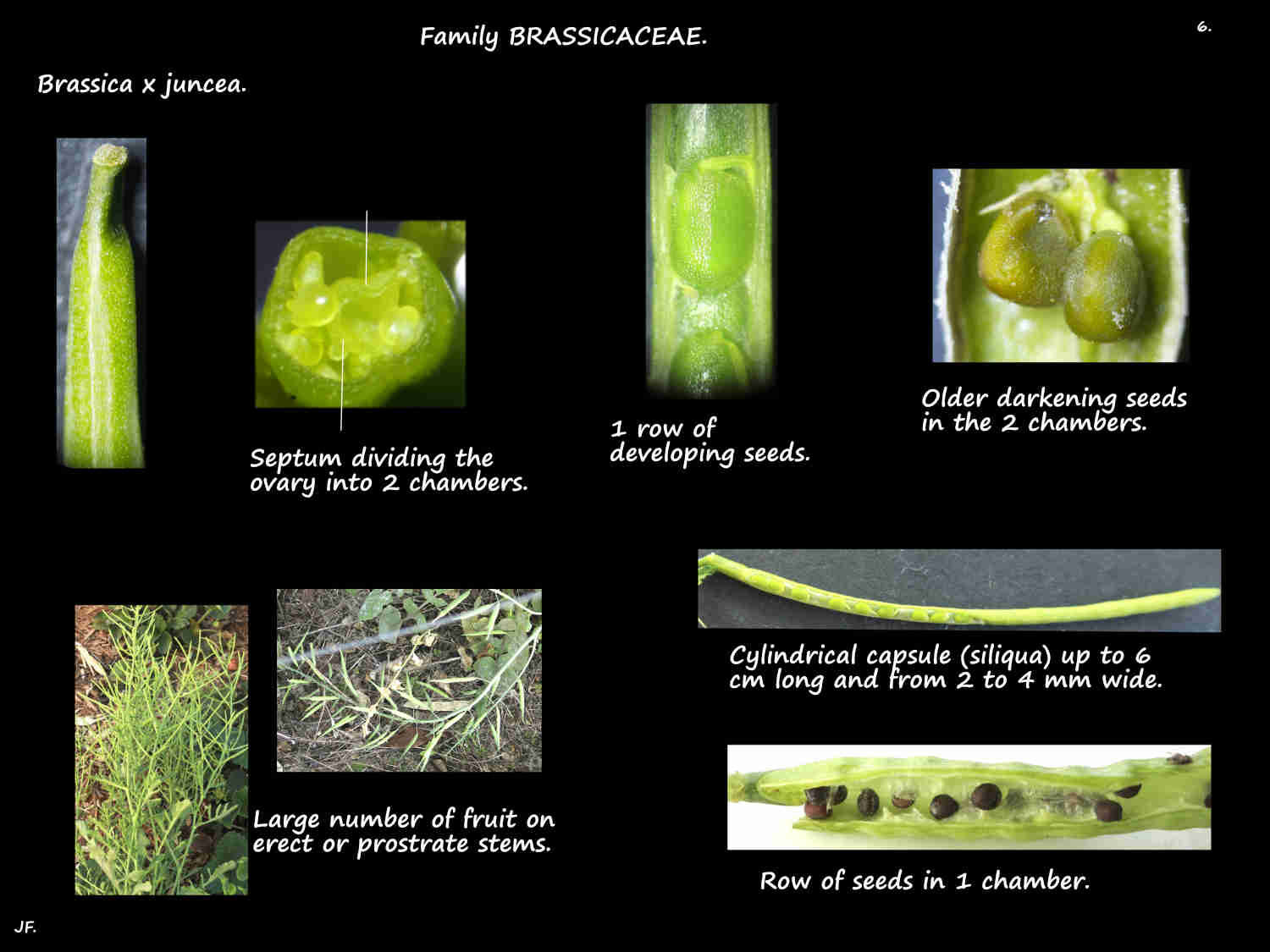 6 Brassica x juncea ovary & immature capsules