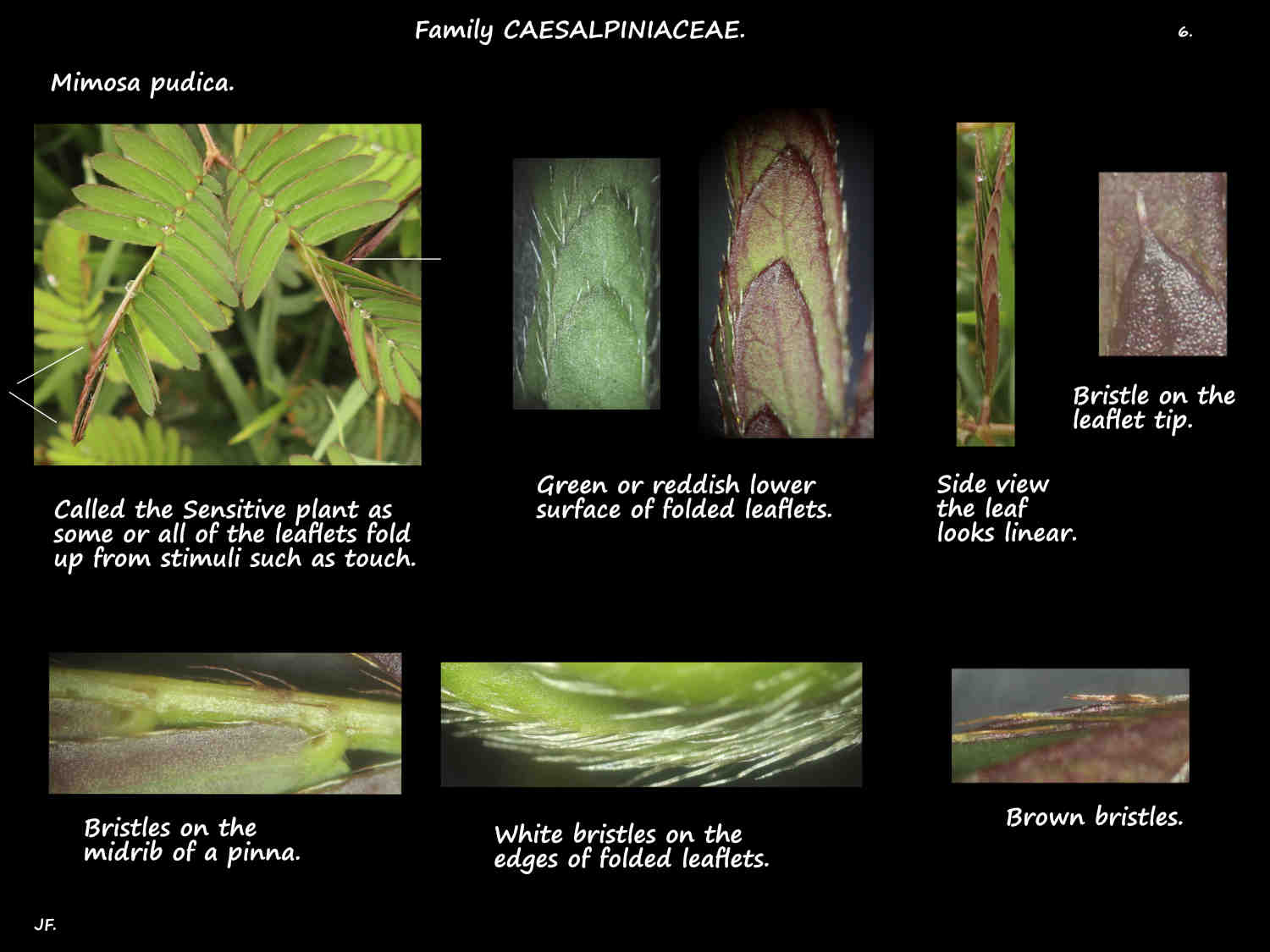6 Bristles on Mimosa pudica leaves