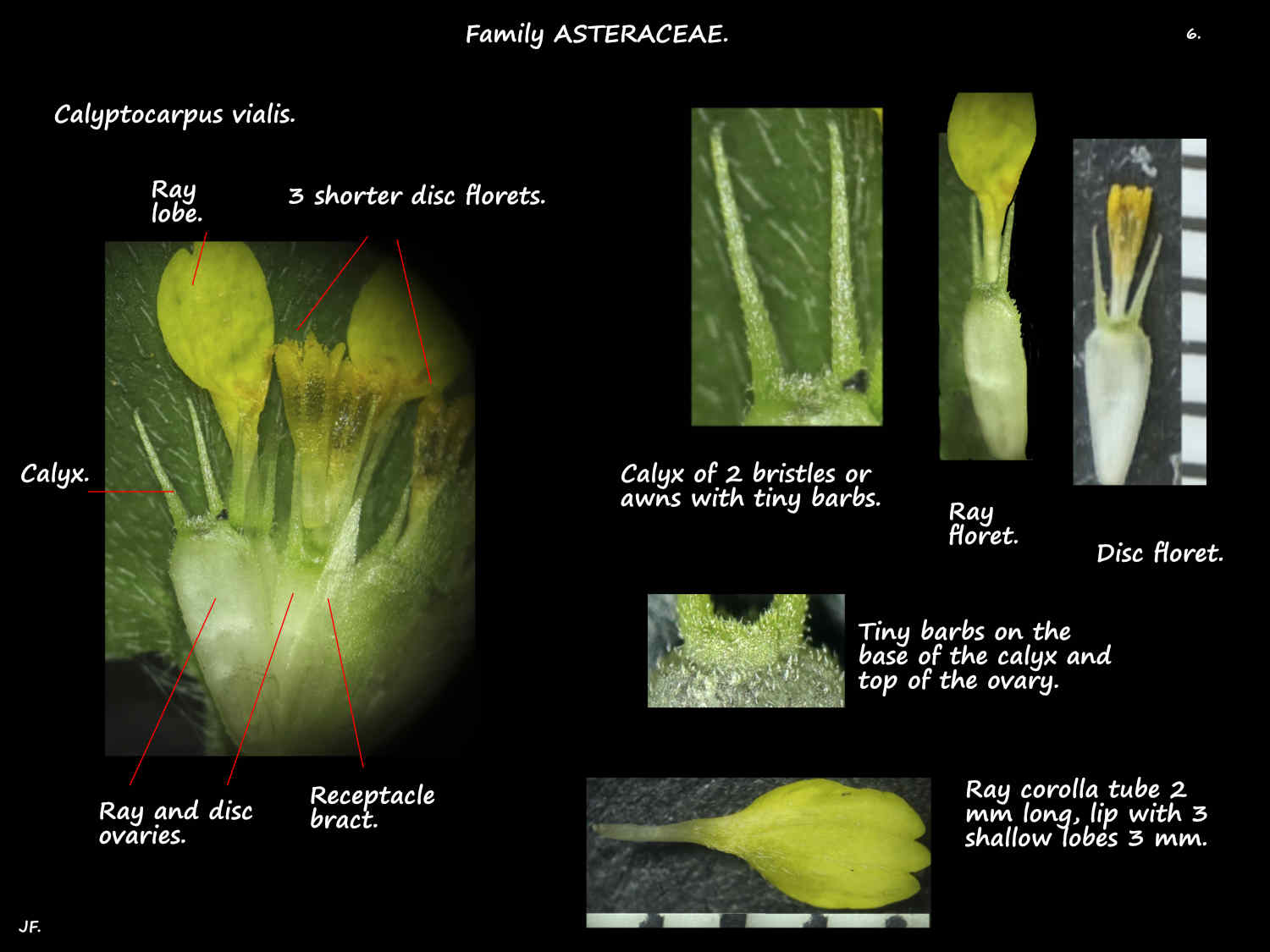 6 Calyptocarpus vialis florets