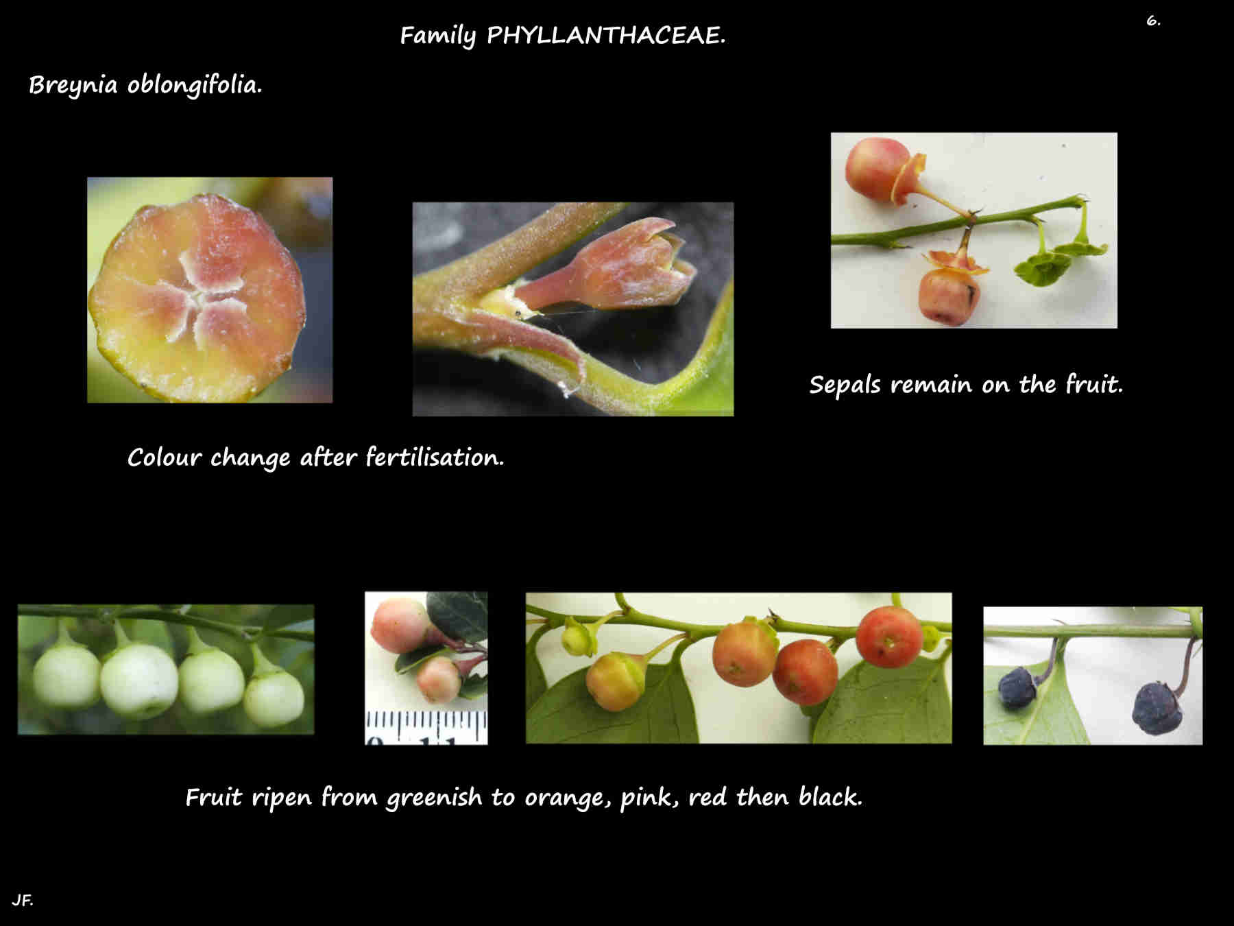 6 Colour changes of Breynia oblongifolia fruit