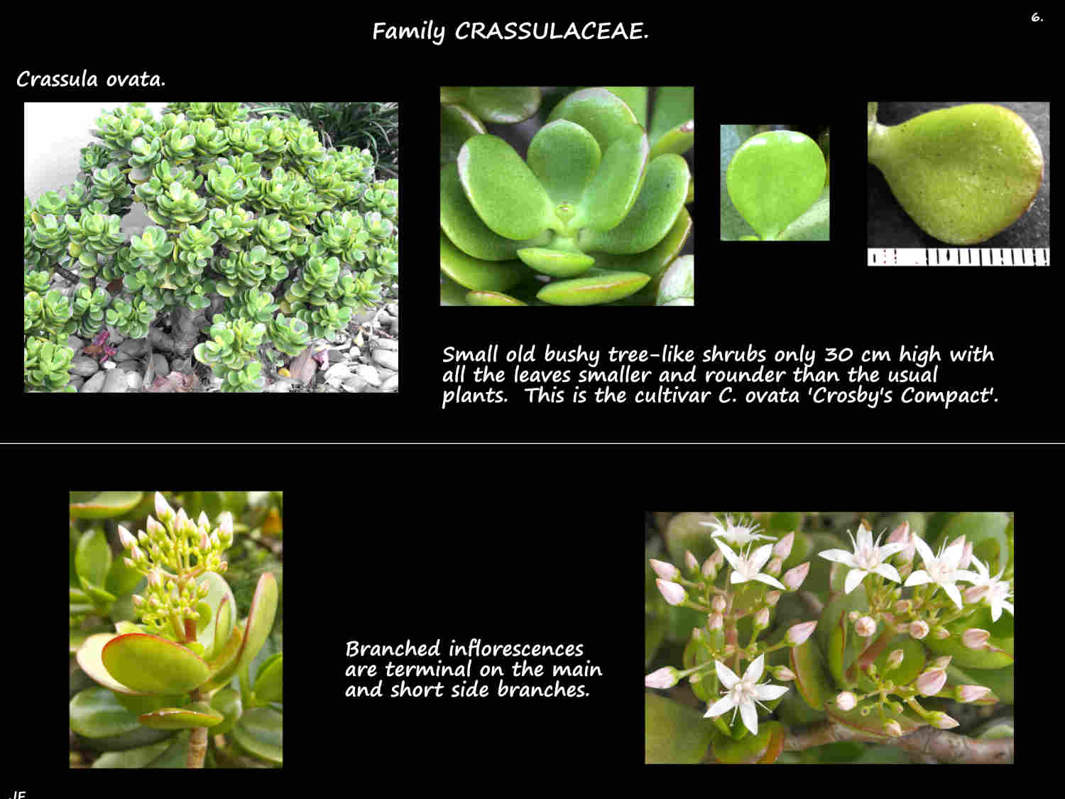 10 Crassula ovata 'Crosby's Compact'