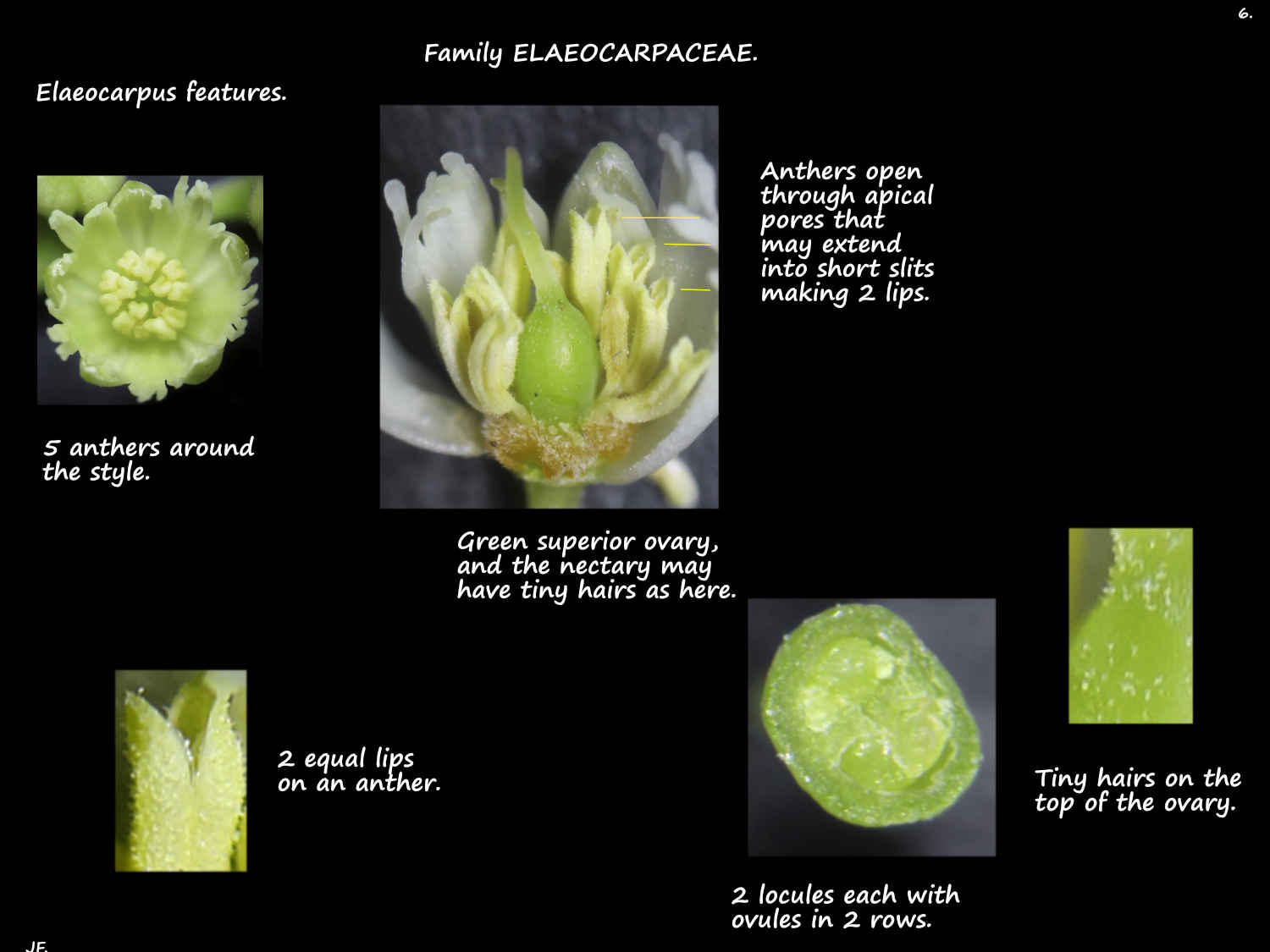 6 Eleaocarpus stamens & ovary