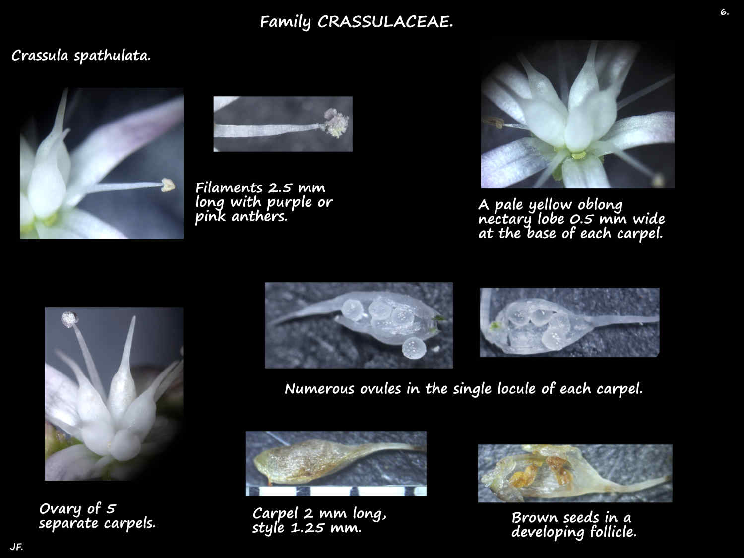 6 Fairy Crassula nectaries, stamens, ovary & ovules