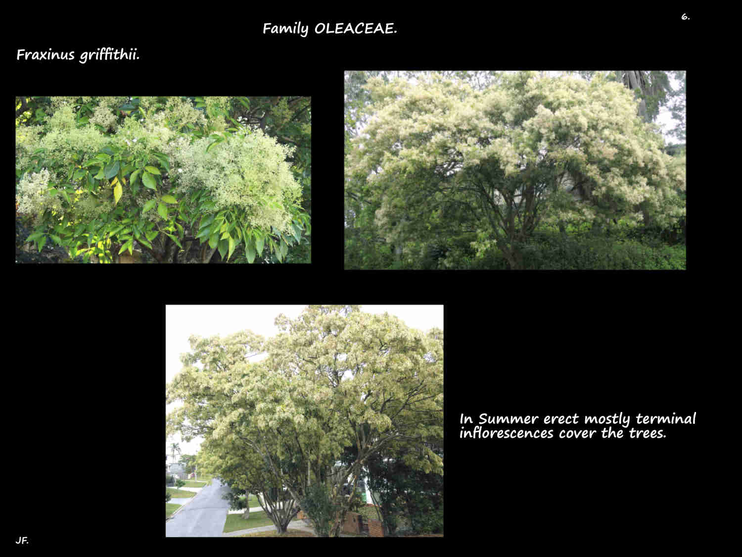 6 Fraxinus griffithii trees covered in flowers