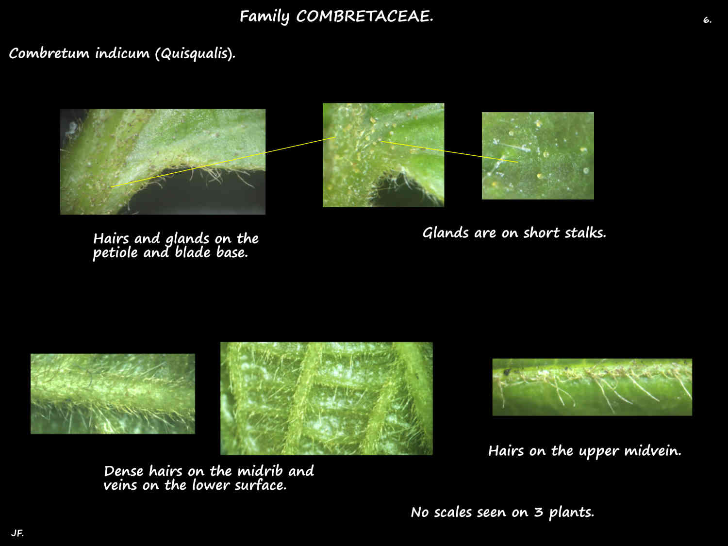 6 Glands & hairs on Quisqualis leaves