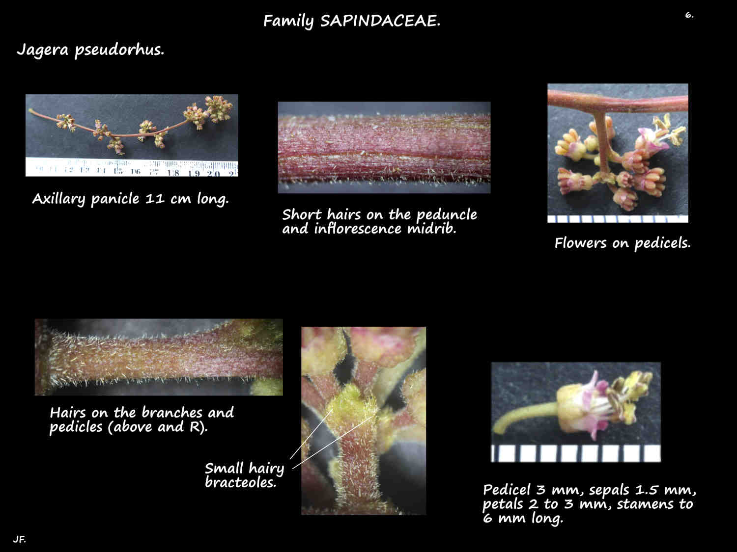 6 Hairs in Jagera pseudorhus panicles