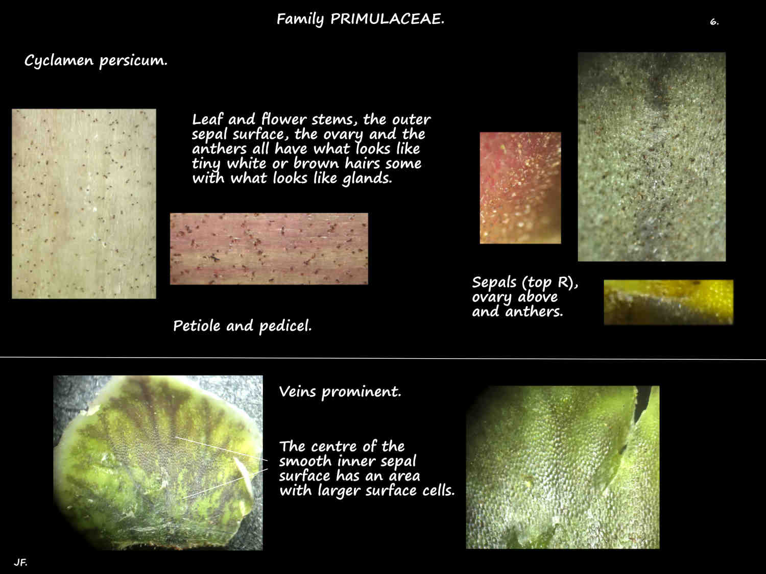 6 Hairs on Cyclamen persicum plants