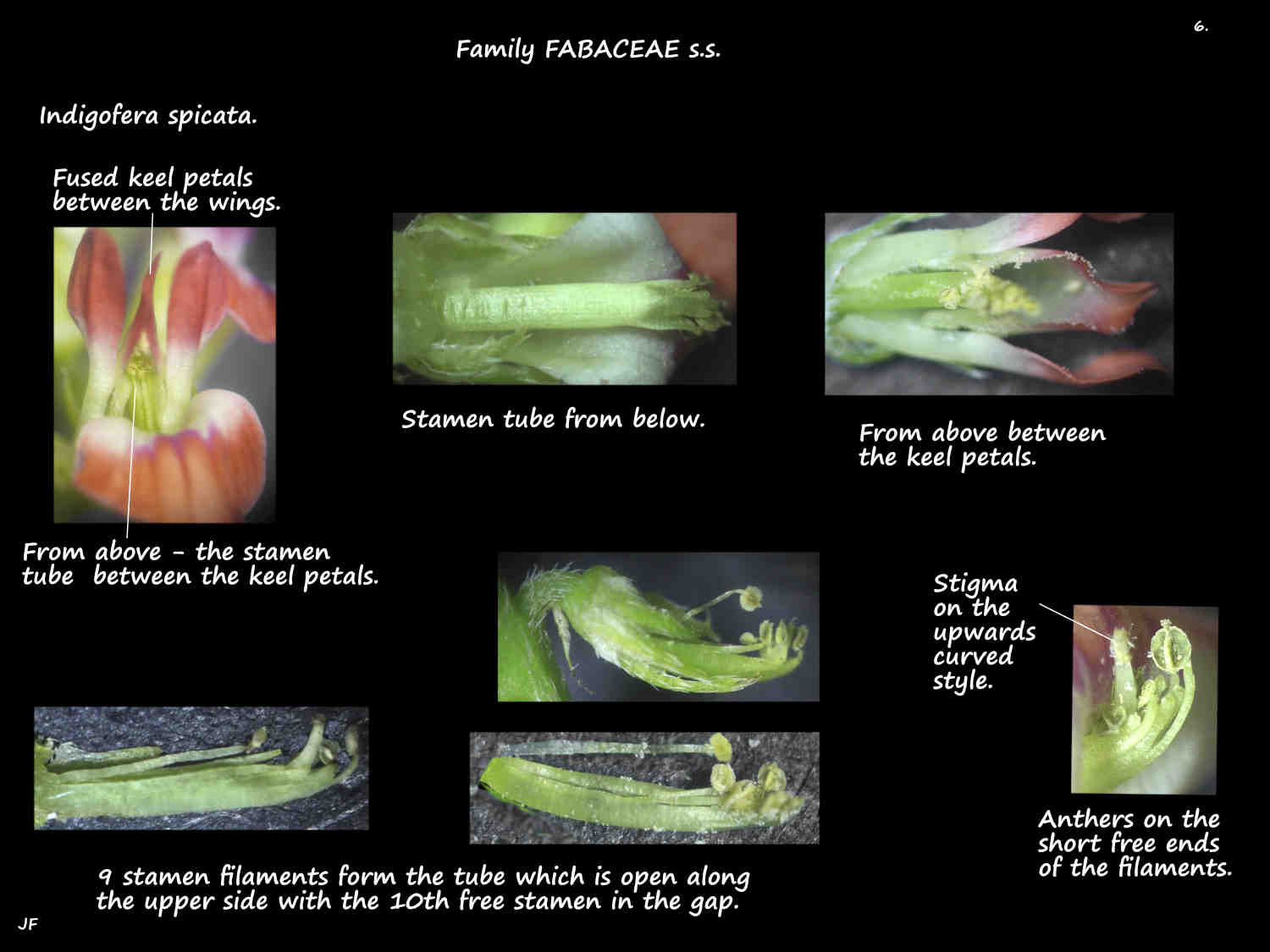 6 Indigofera spicata stamens