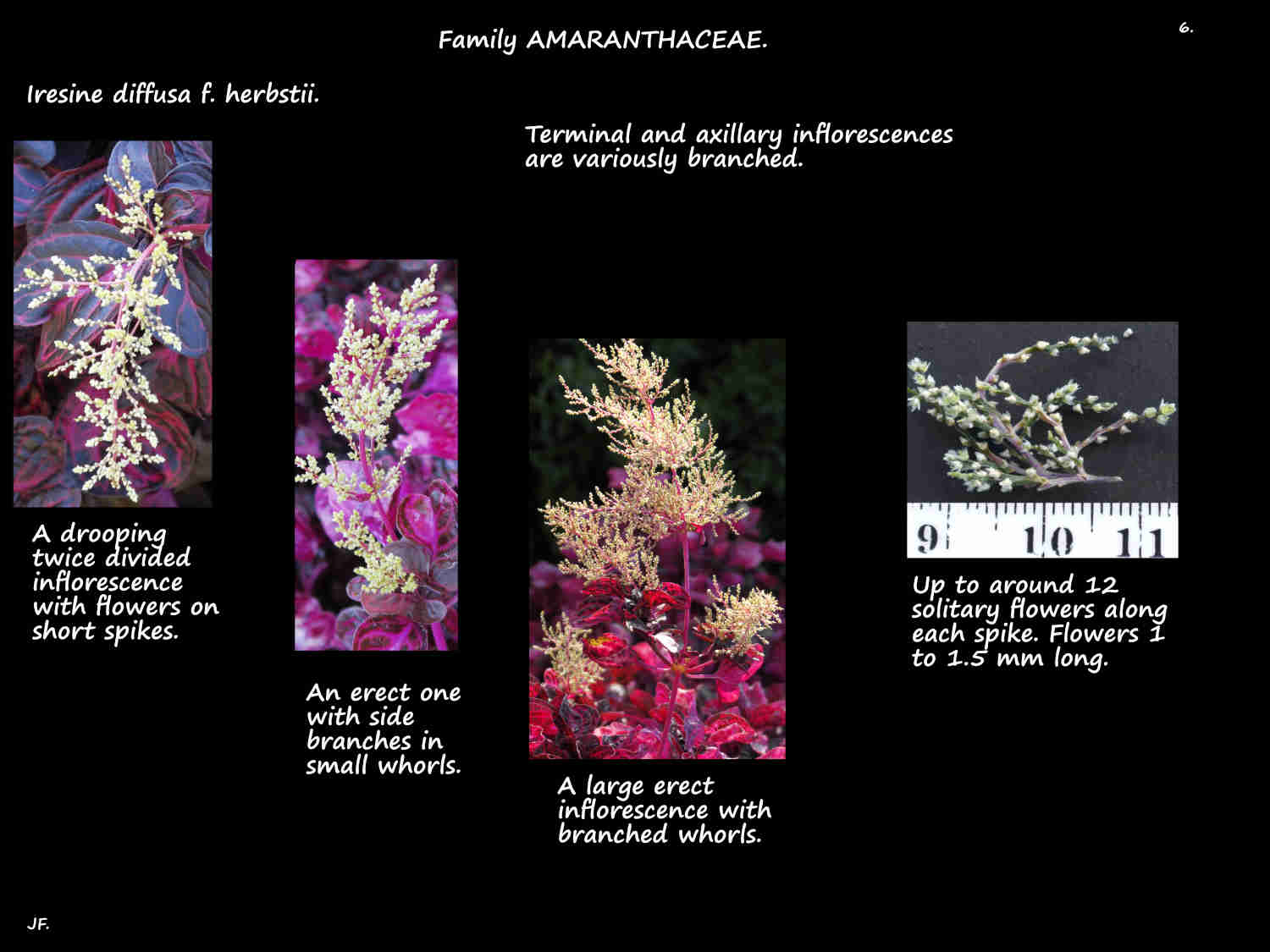 6 Iresine herbstii inflorescences