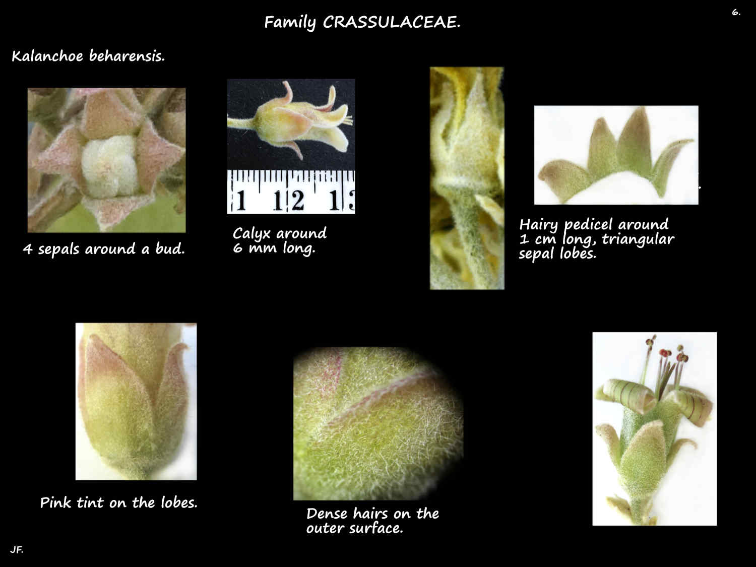 6 Kalanchoe beharensis sepals