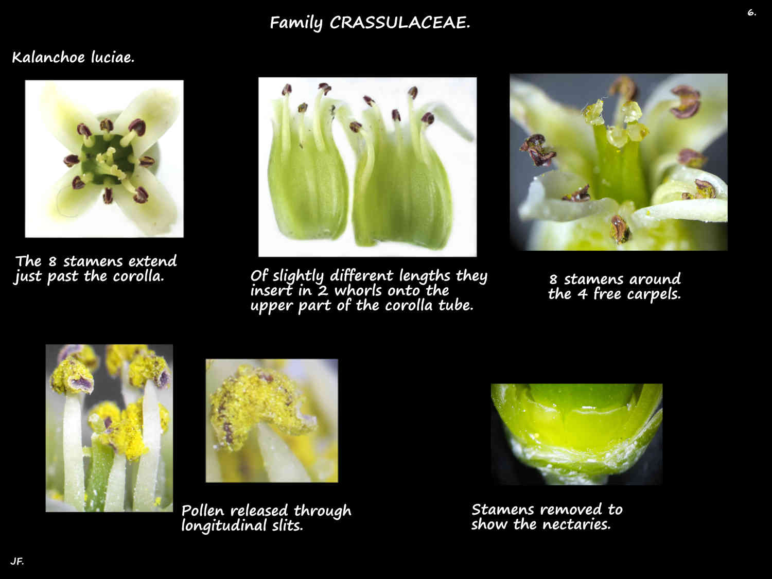 6 Kalanchoe luciae stamens