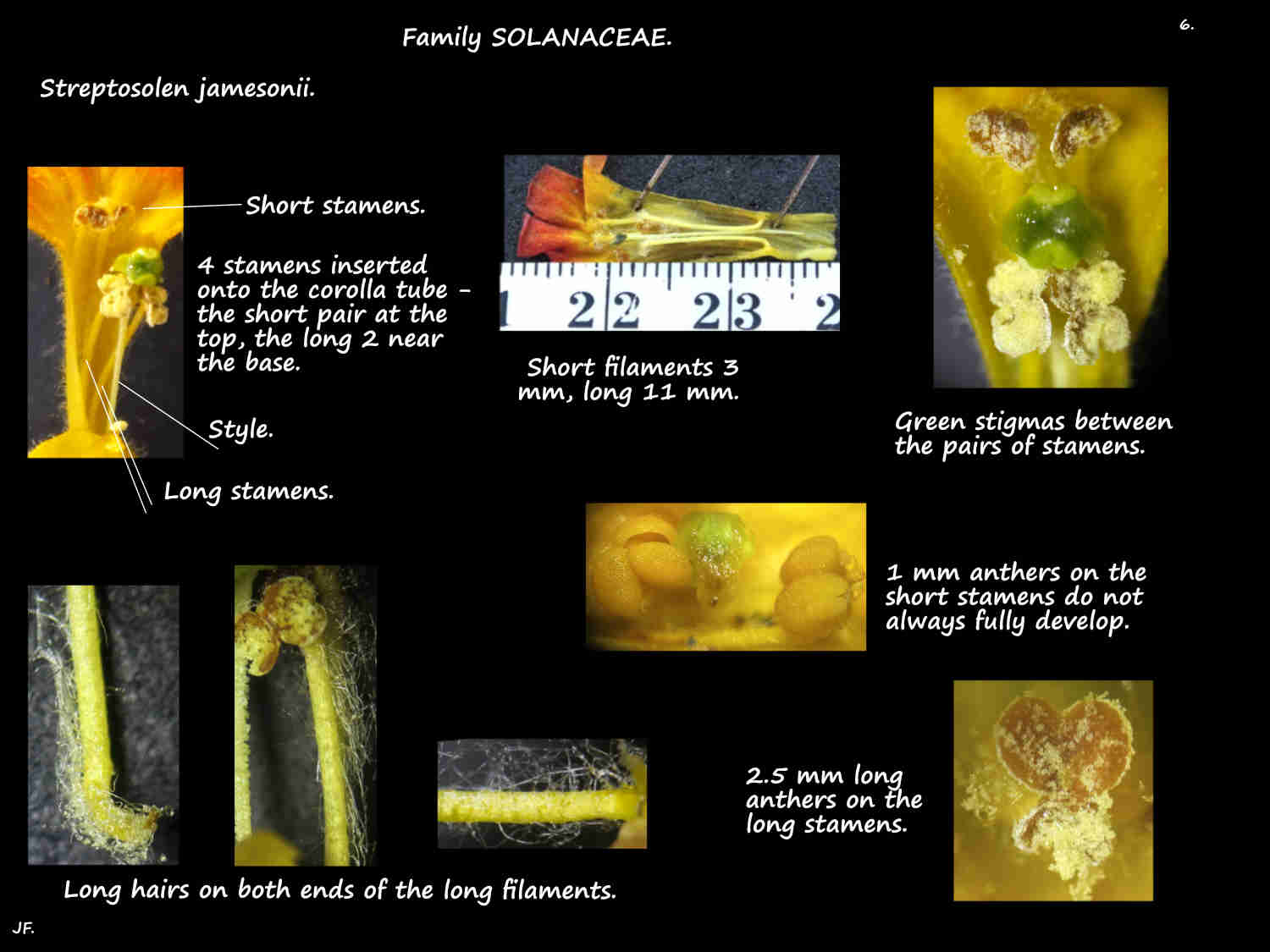 6 Long & short Streptosolen stamens