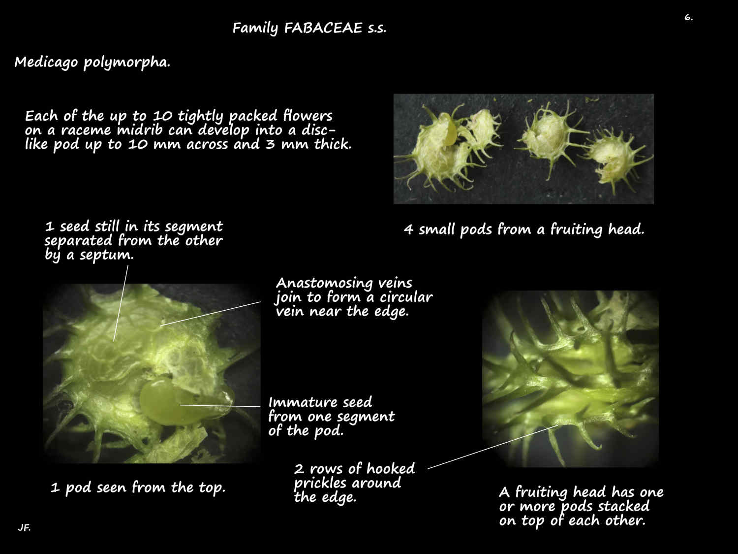 6 Medicago polymorpha pods