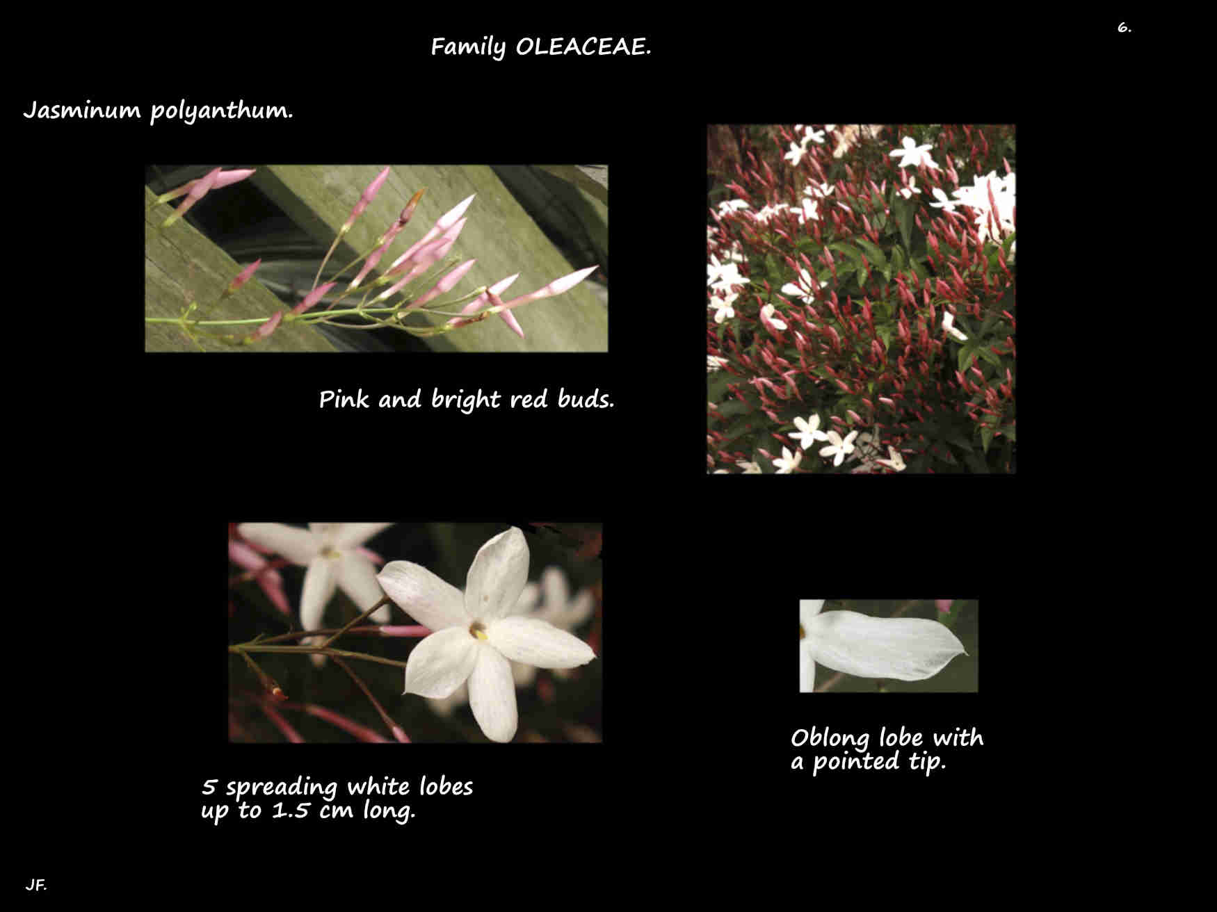 6 Red buds & white Jasminum polyanthum flowers