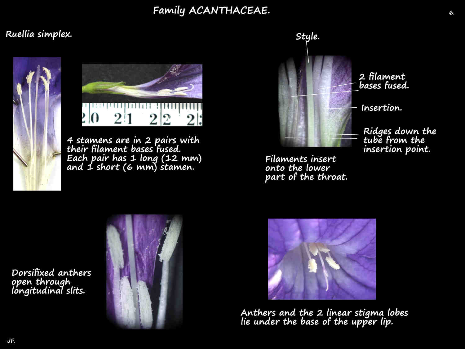 6 Ruellia simplex stamens