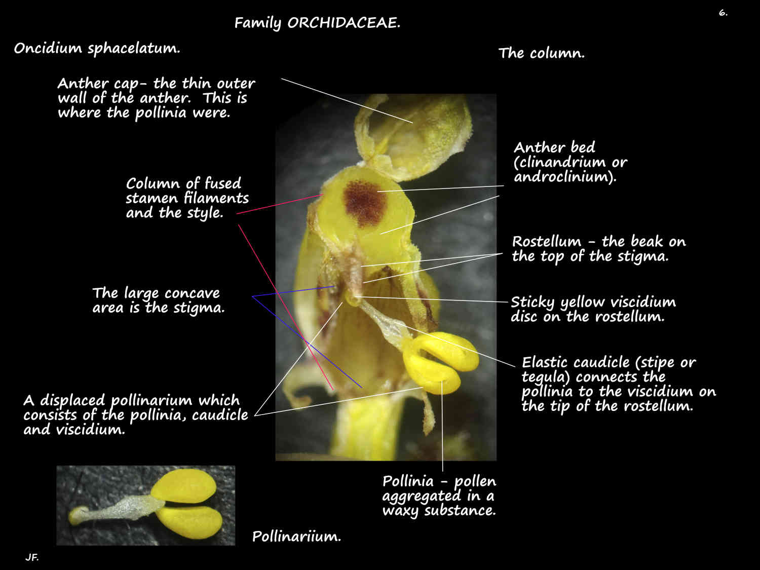 6 The Oncidium sphacelatum column