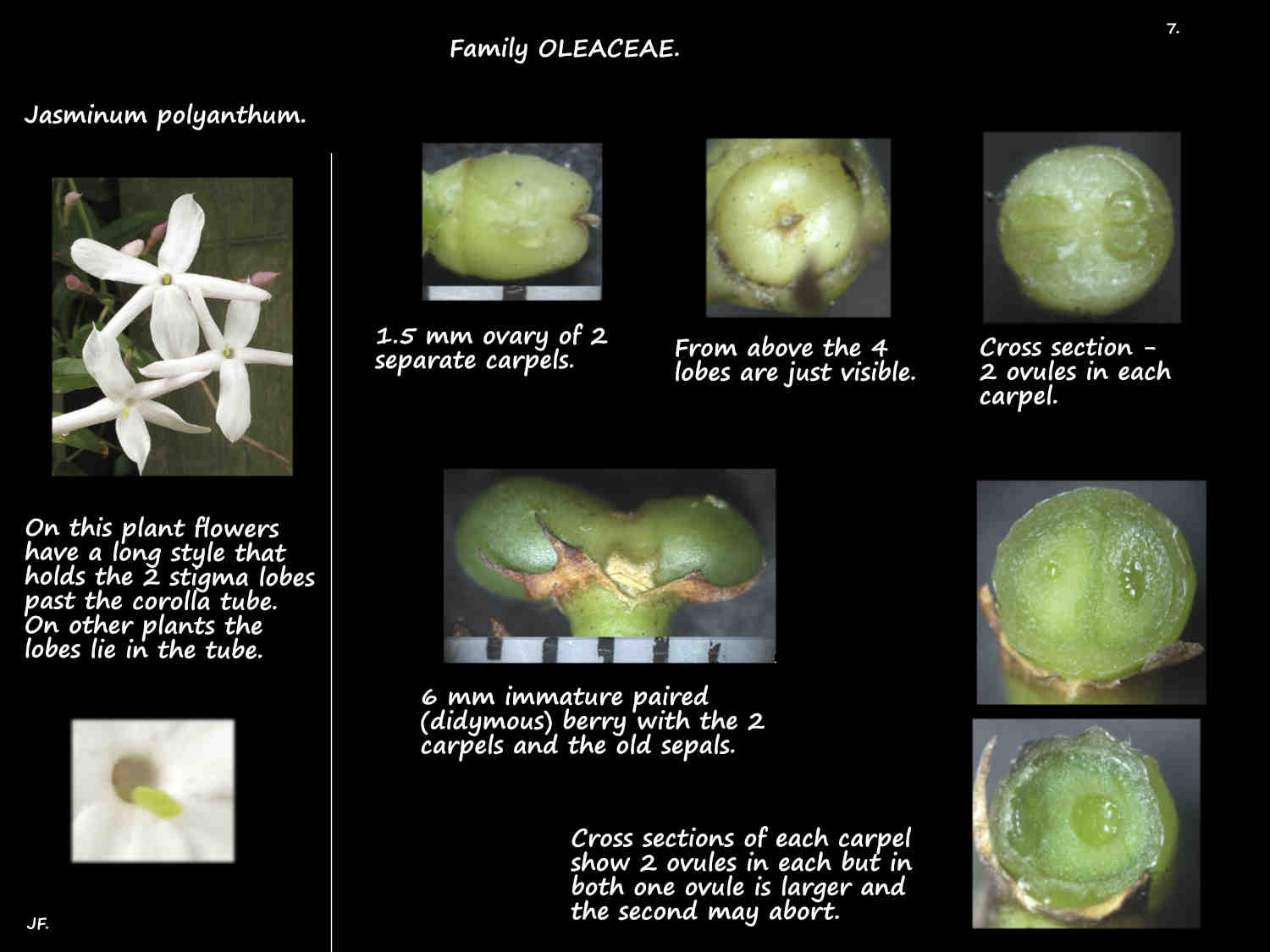 7 A didymous Jasminum polyanthum berry
