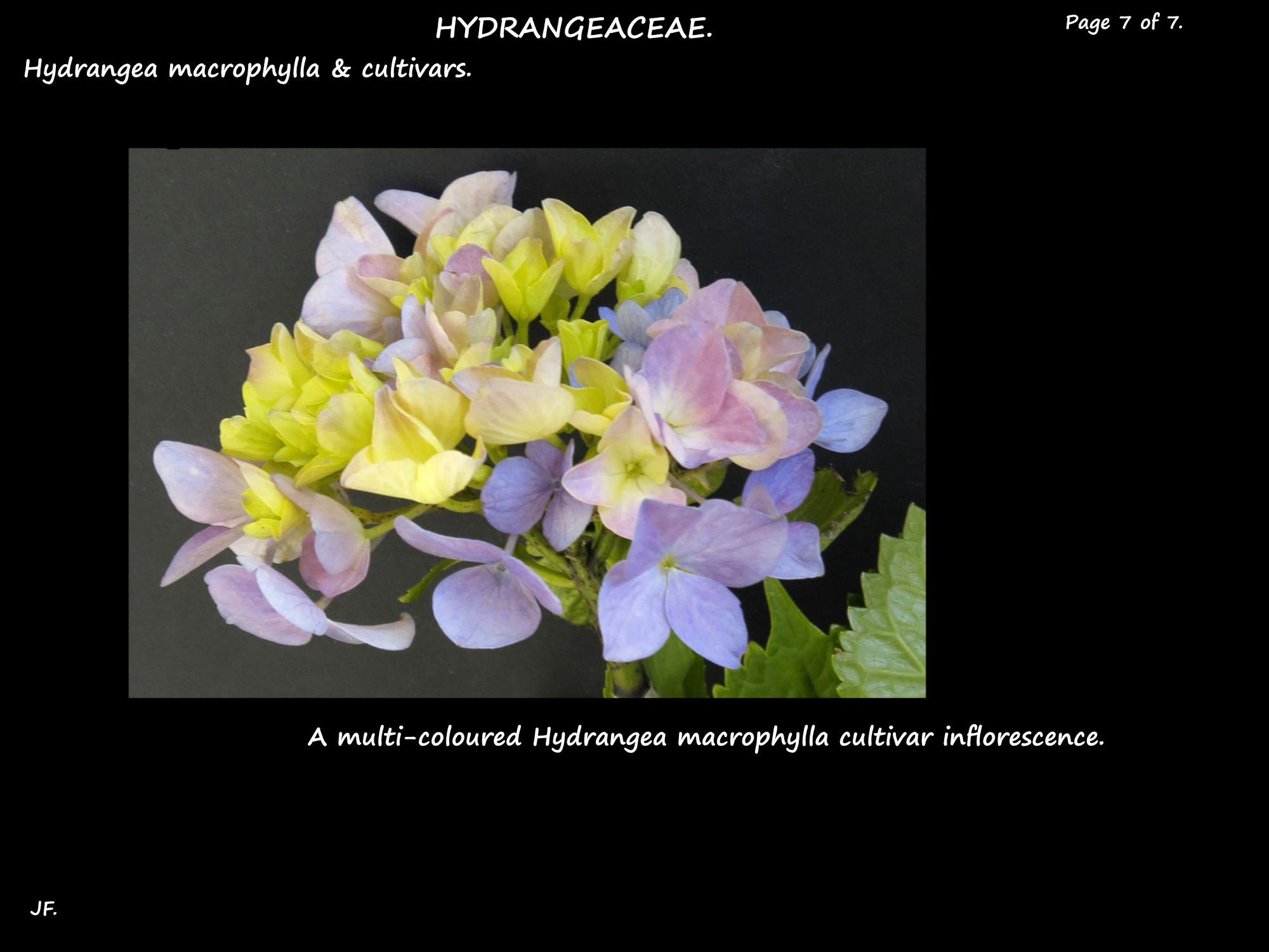 7 A multicoloured hydrangea cultivar