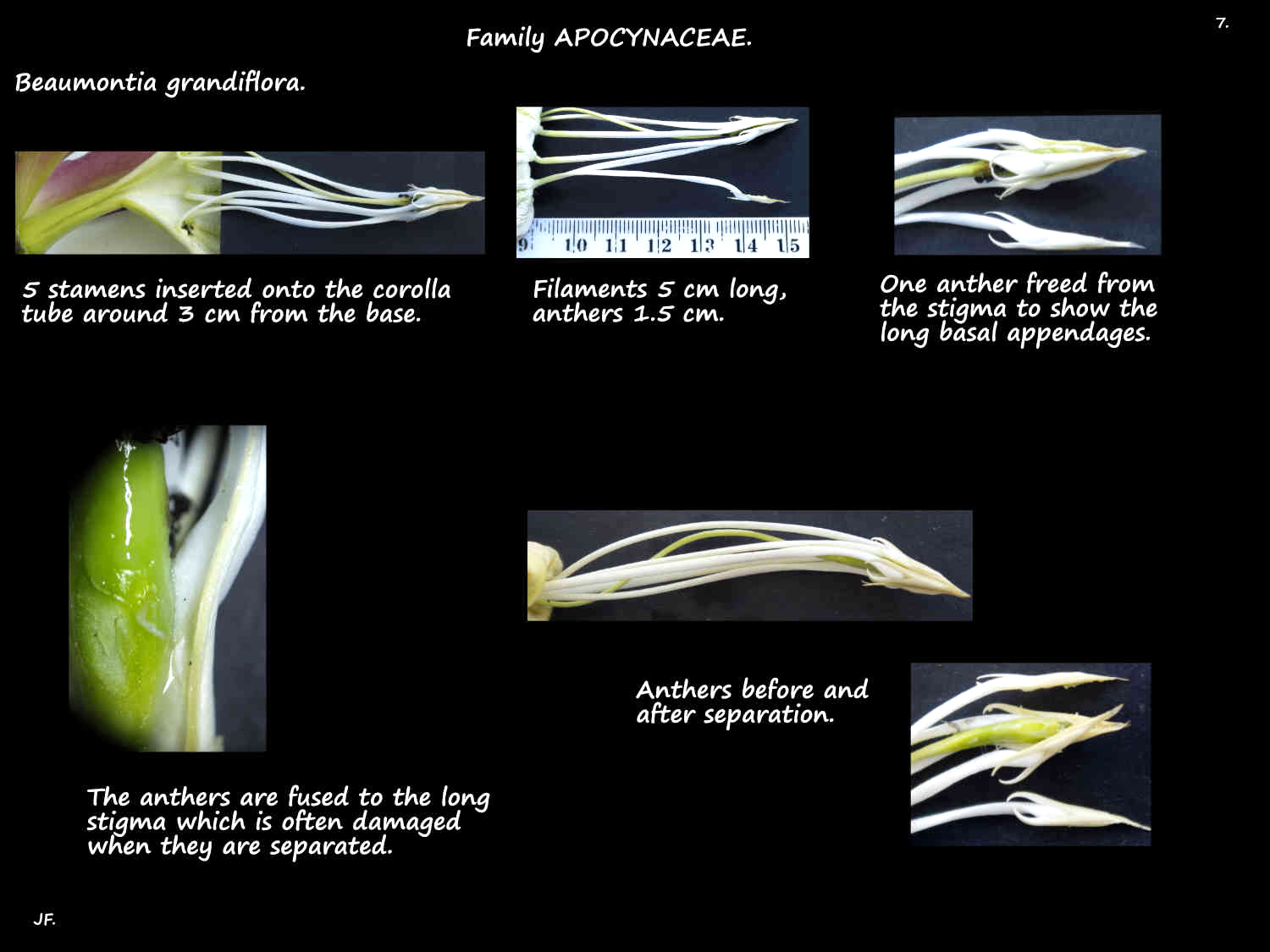 7 Beaumontia grandiflora stamens