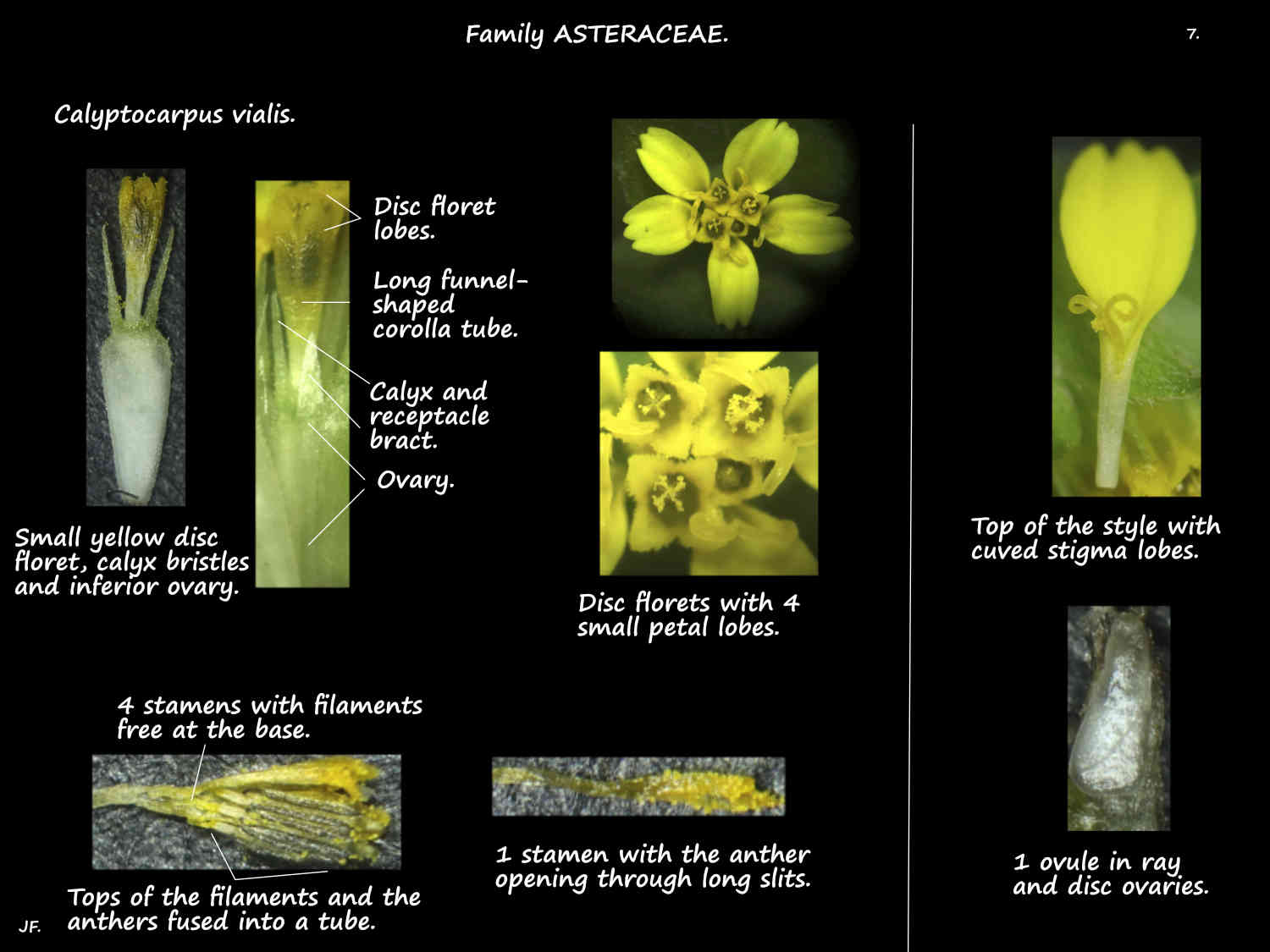 7 Calyptocarpus vialis ray & disc florets