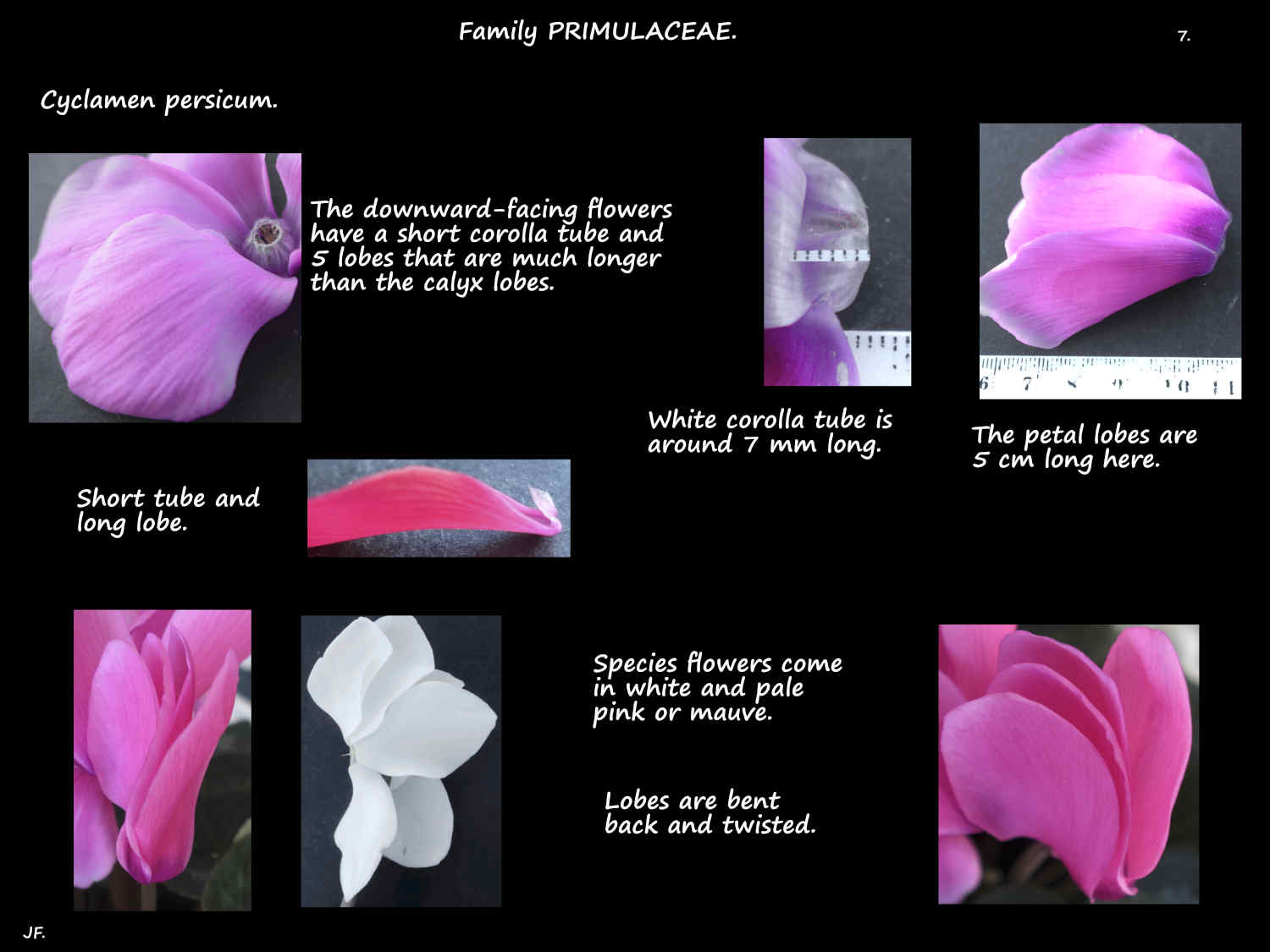 7 Cyclamen persicum petals