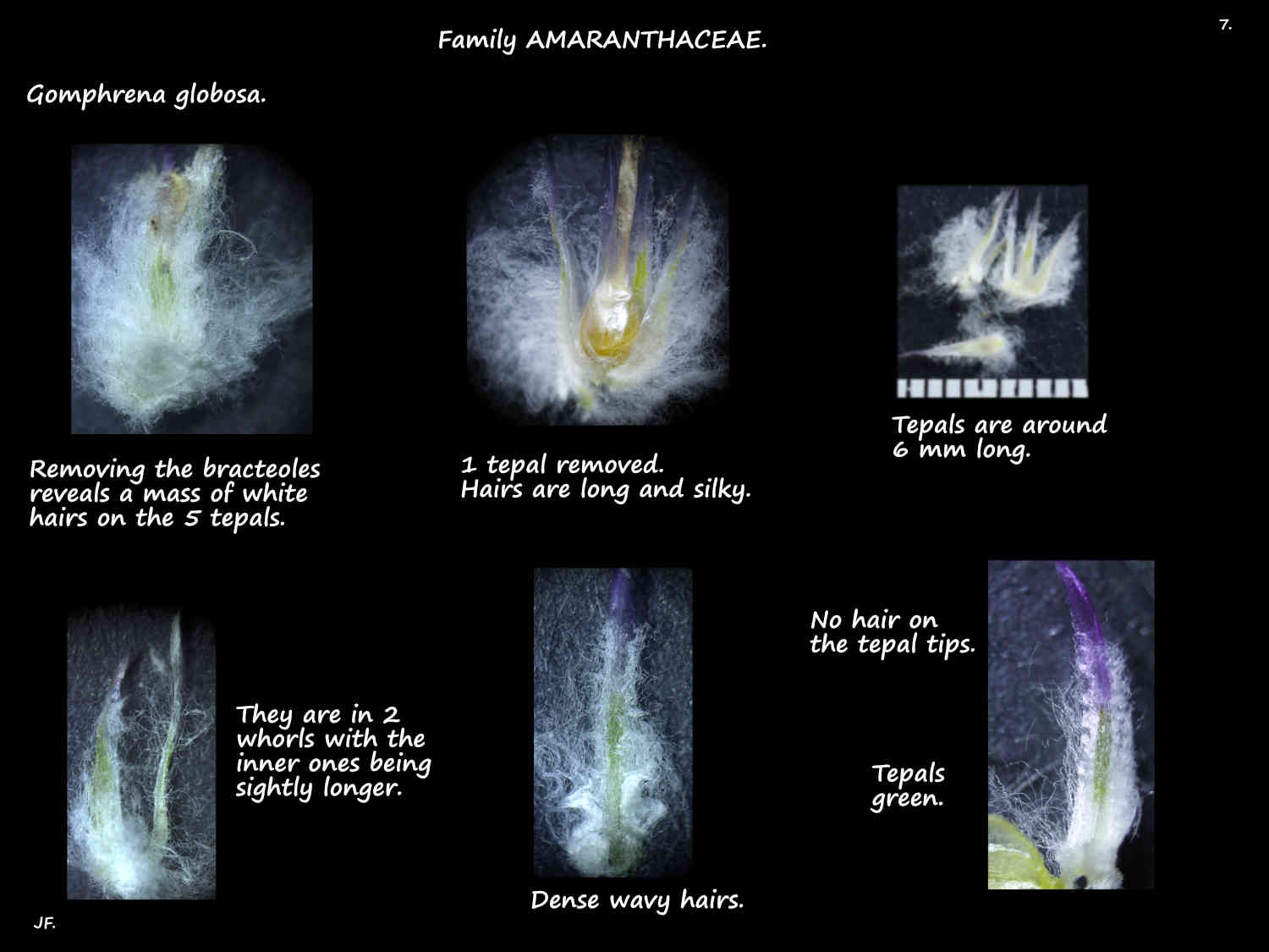 7 Dense hairs on Gomphrena globosa tepals