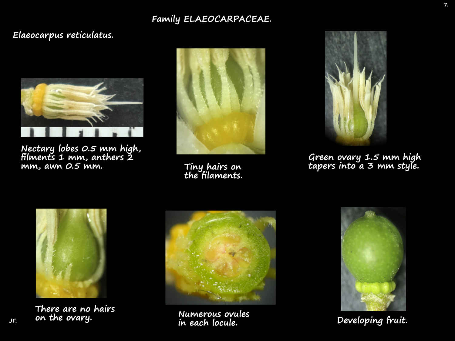 7 Elaeocarpus reticulatus ovary