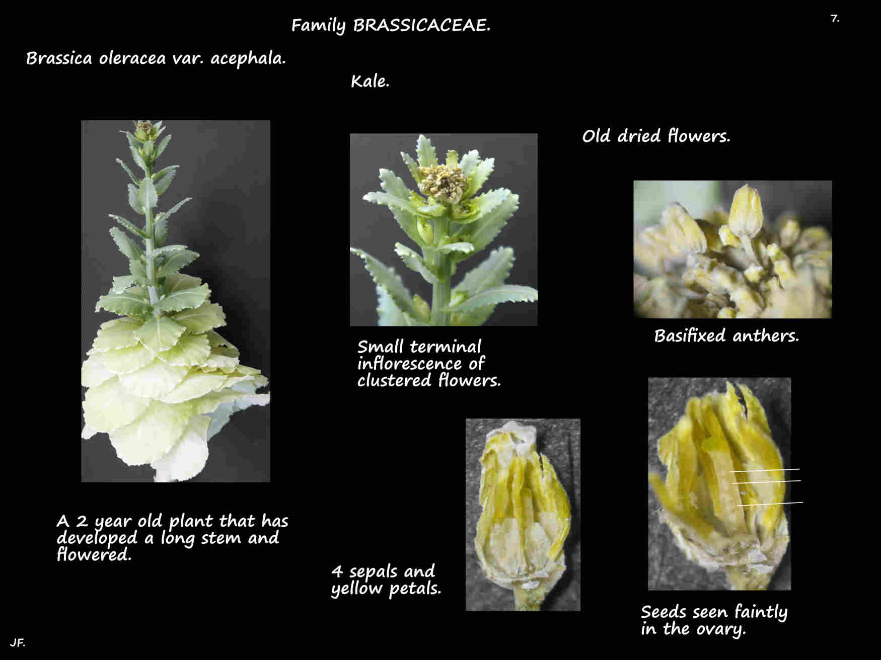 7 Flowering ornamental kale