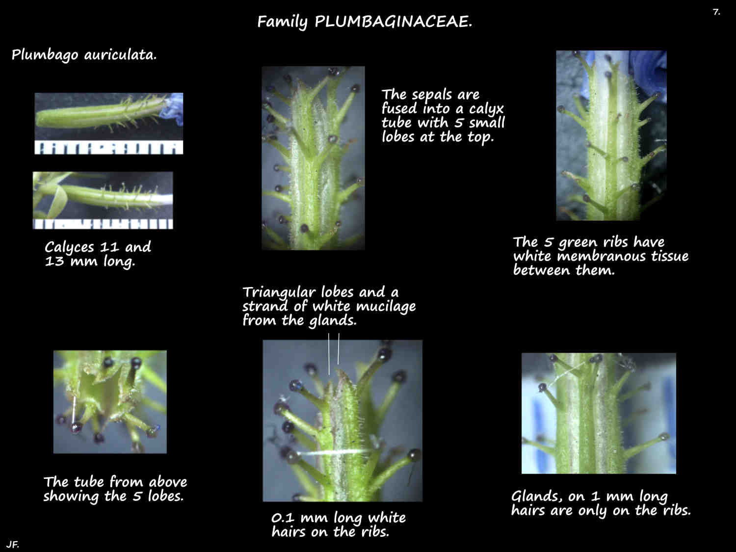 7 Glands on Plumbago auriculata calyx tubes